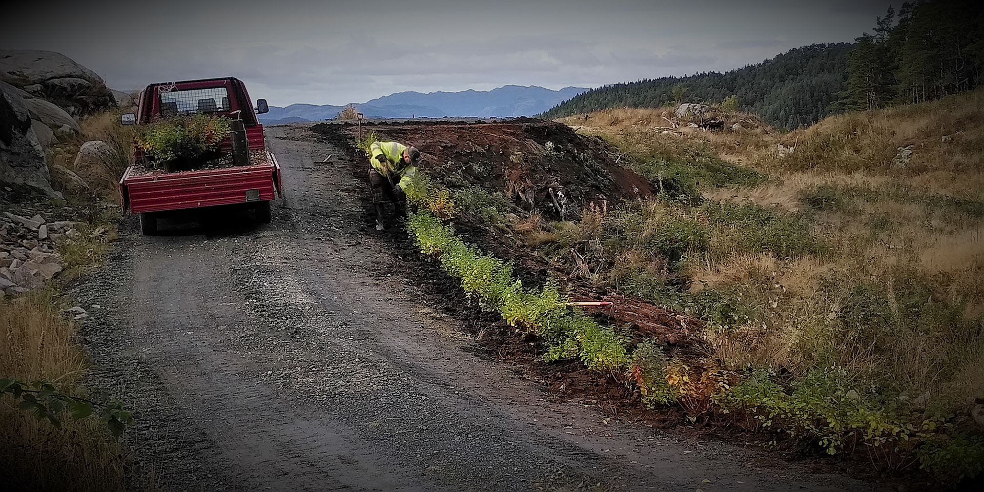 Jone Harkestad plantar hekk av bjørkebladspirea på GULLHAUG.