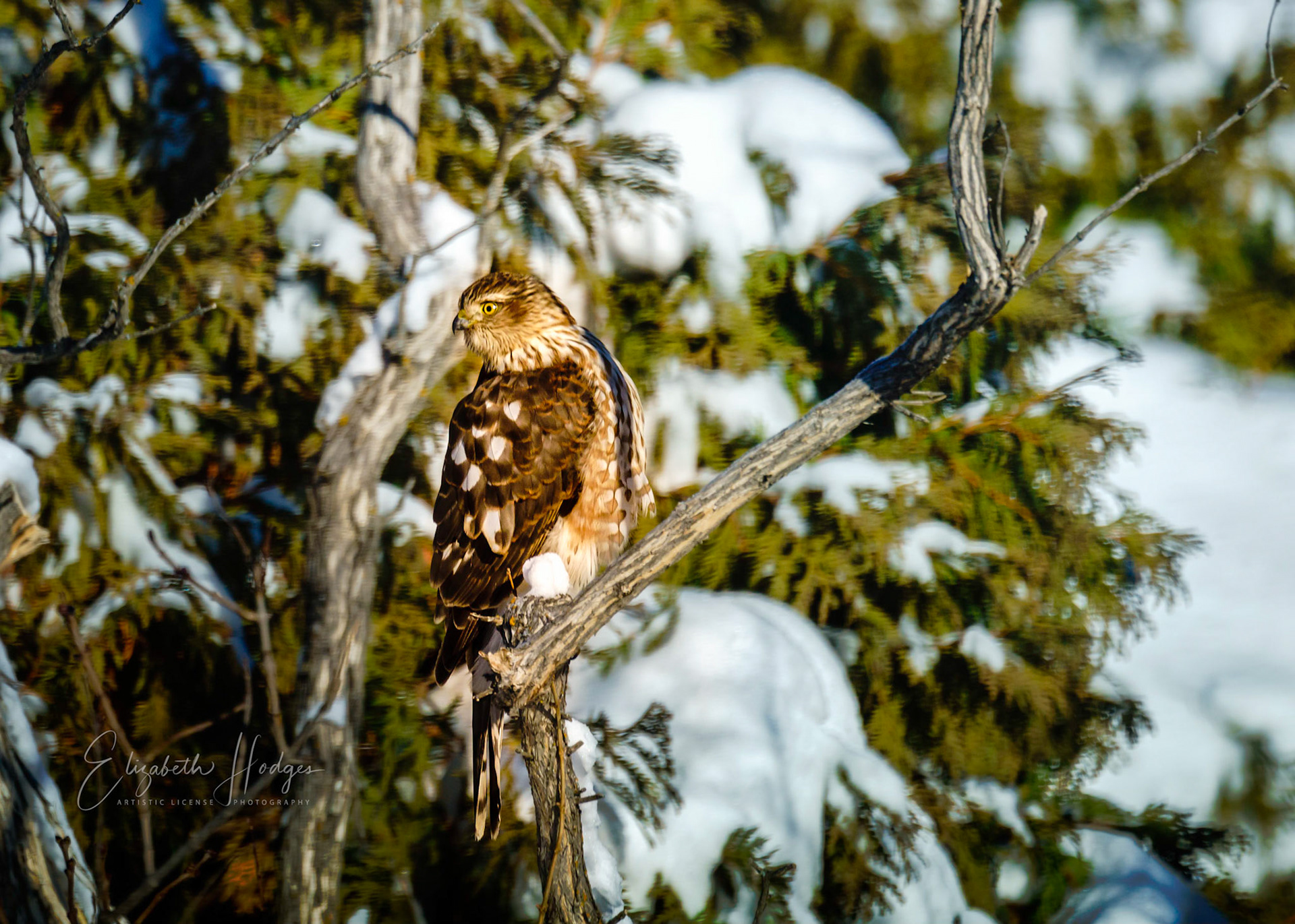 Sharp-shinned Hawk