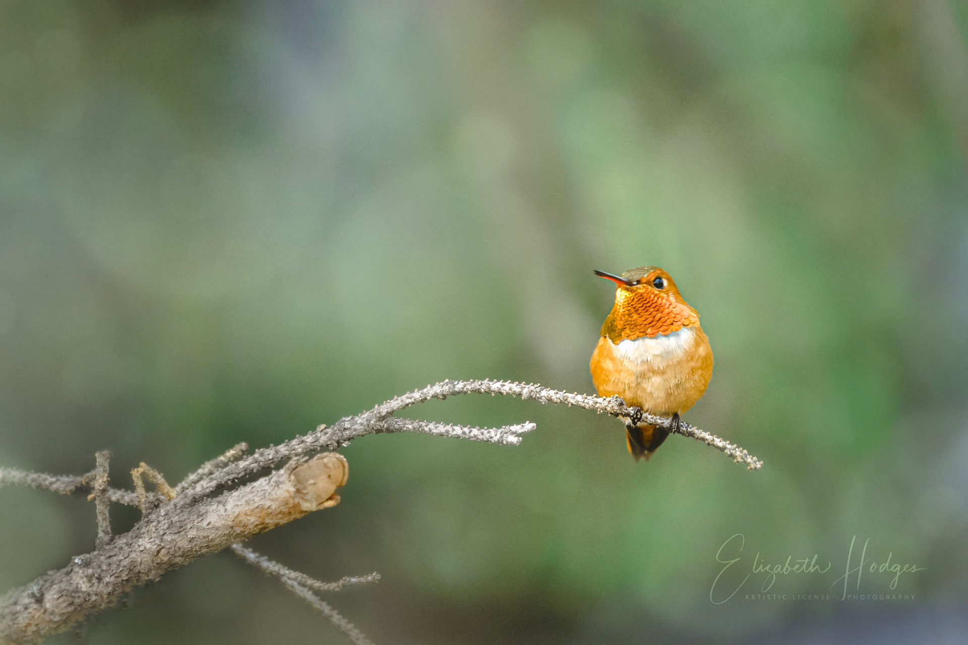 Rufous Hummingbird