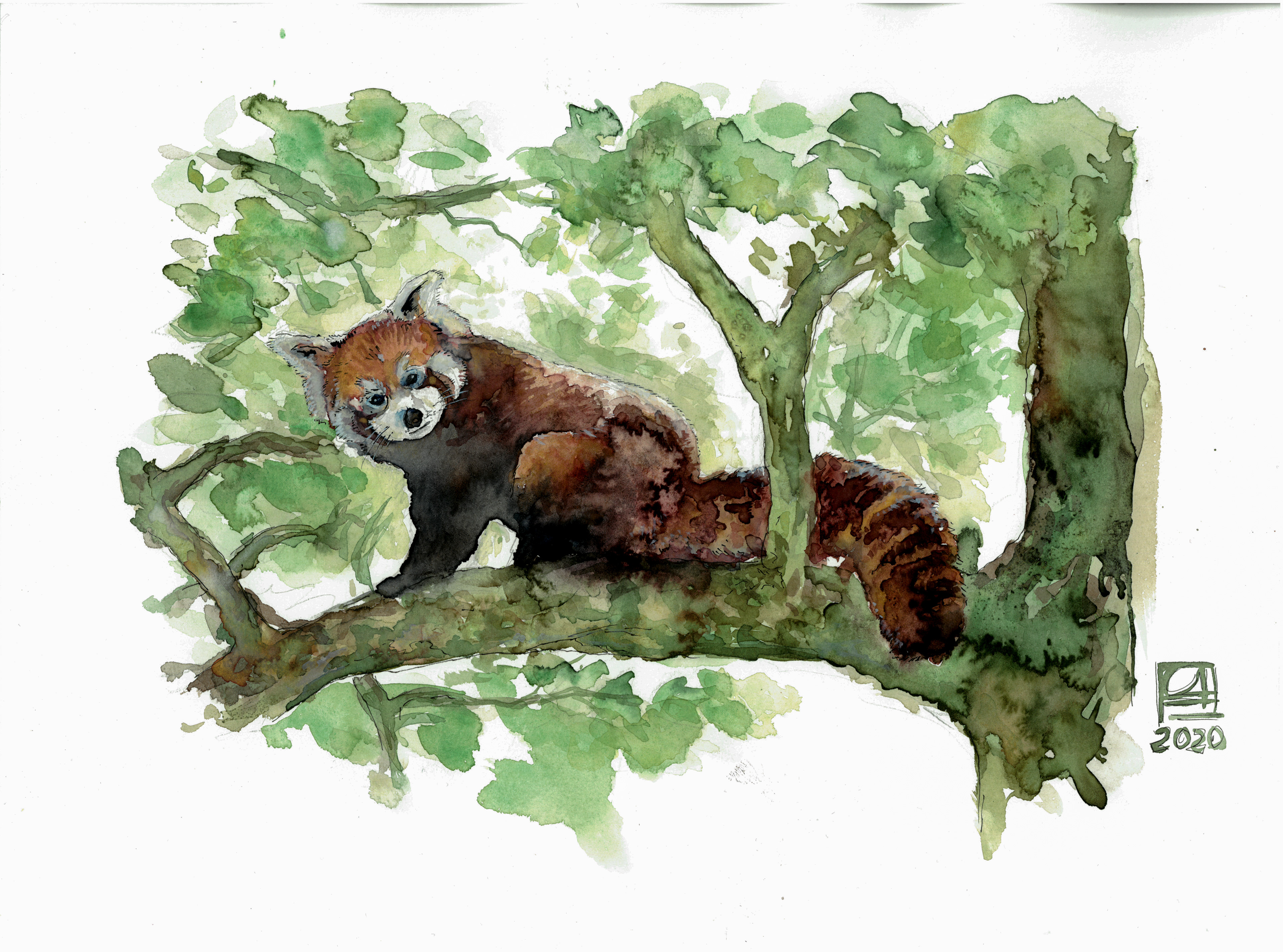 Roter Panda (40x30) 120.-