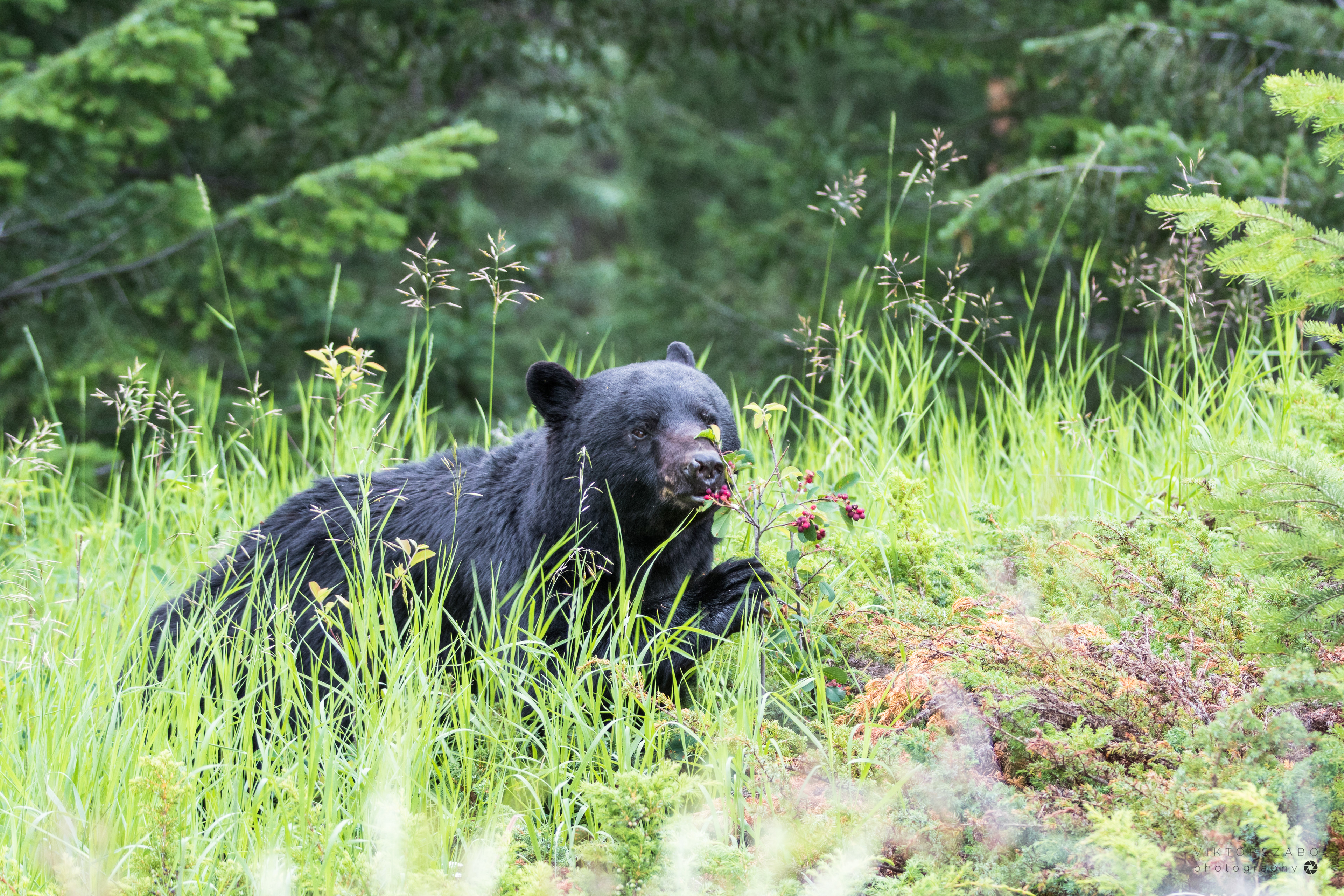 BLACK BEAR/URSUS AMERICANUS, CANADA