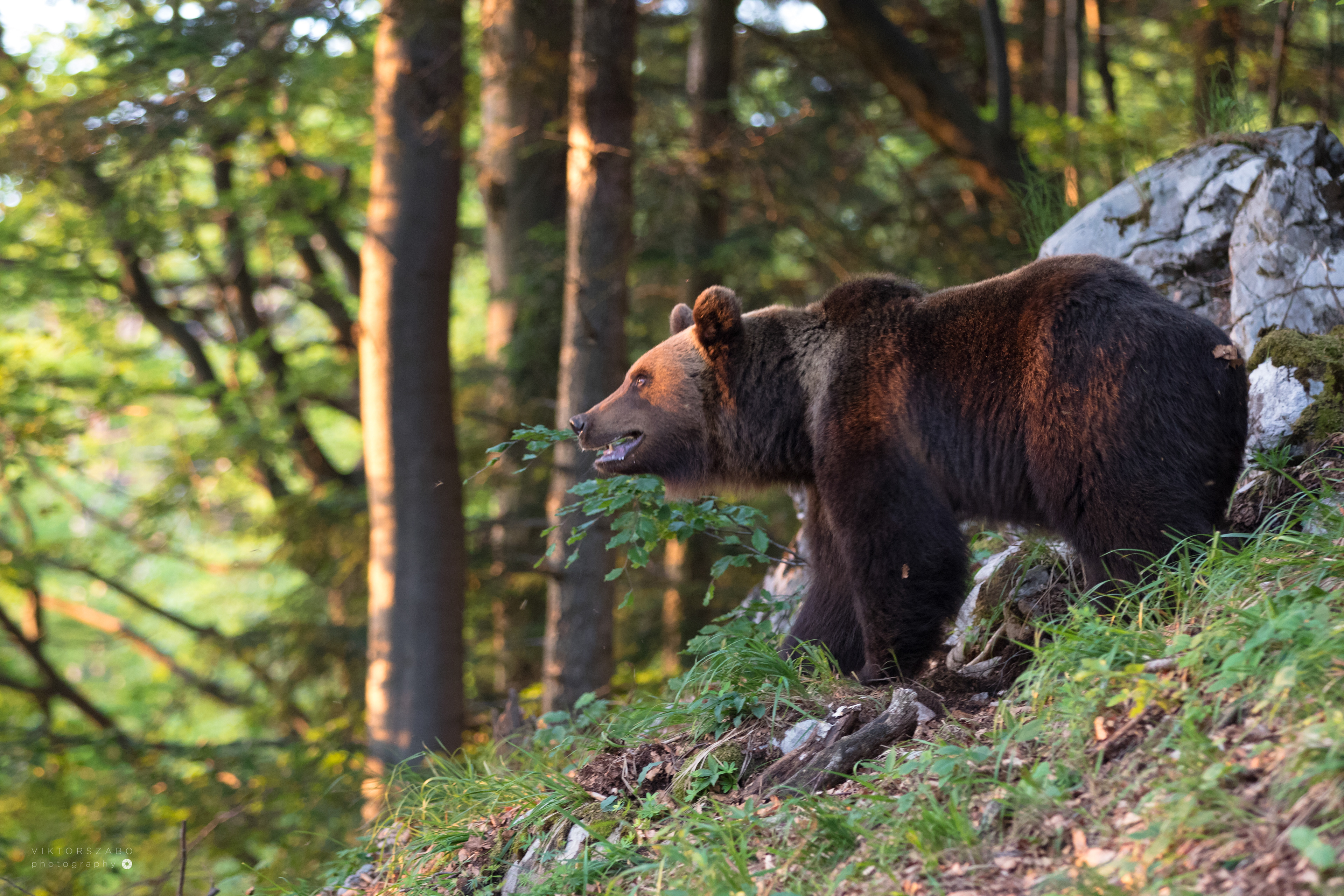 BROWN BEAR/URSUS ARCTOS, SLOVAKIA