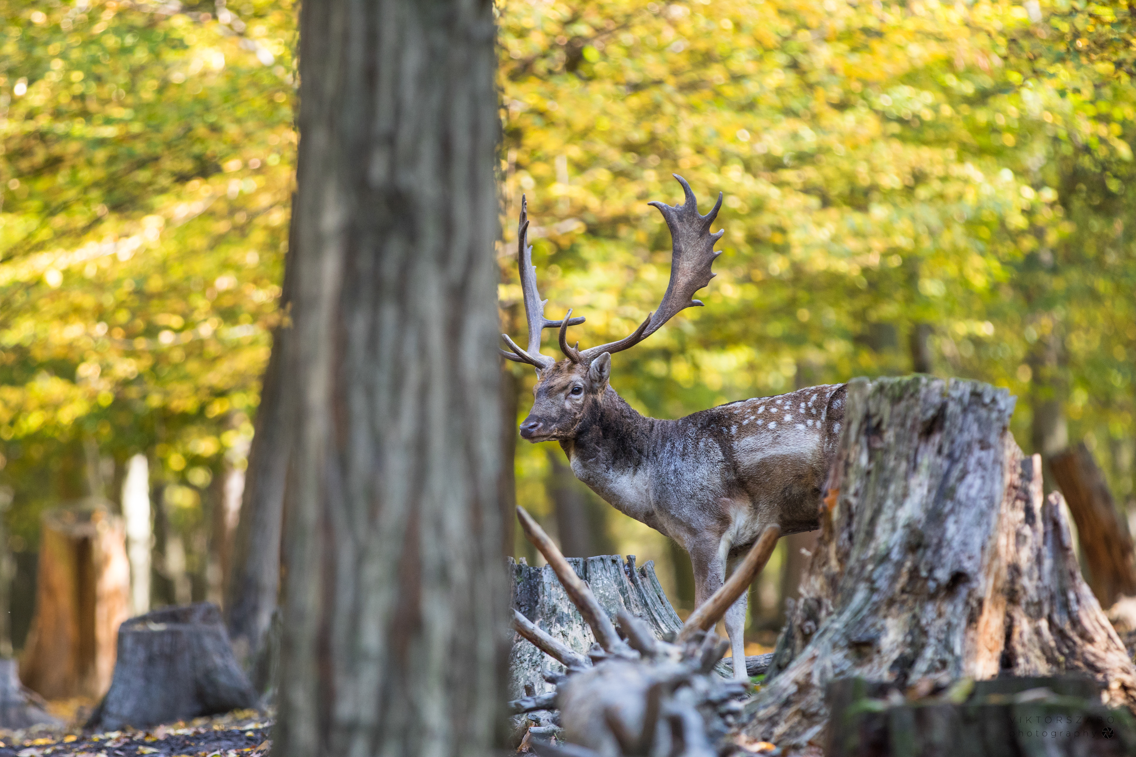 FALLOW DEER/DAMA DAMA, SLOVAKIA