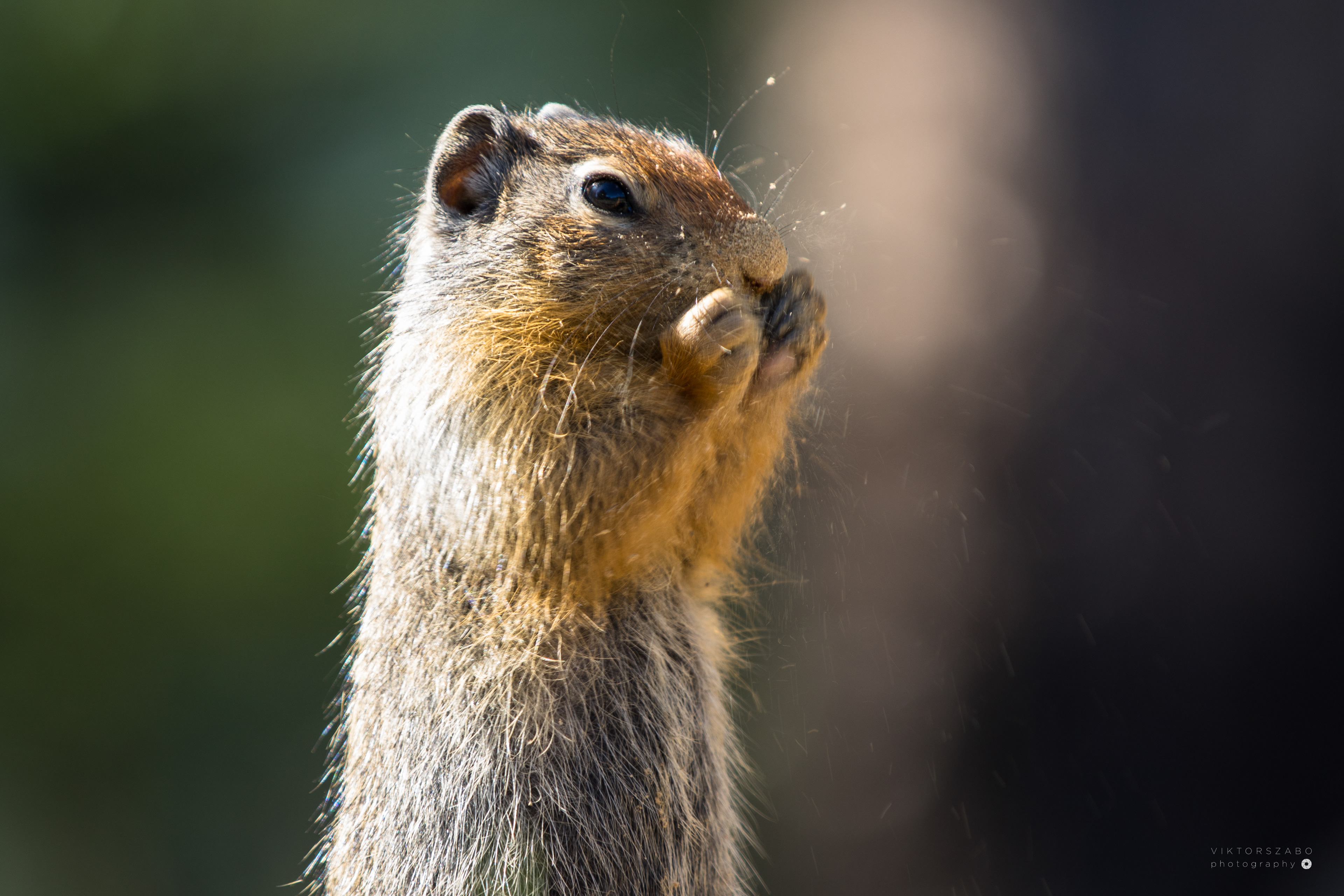 COLUMBIAN GROUND SQUIRREL/ UROCITELLUS COLUMBIANUS, CANADA