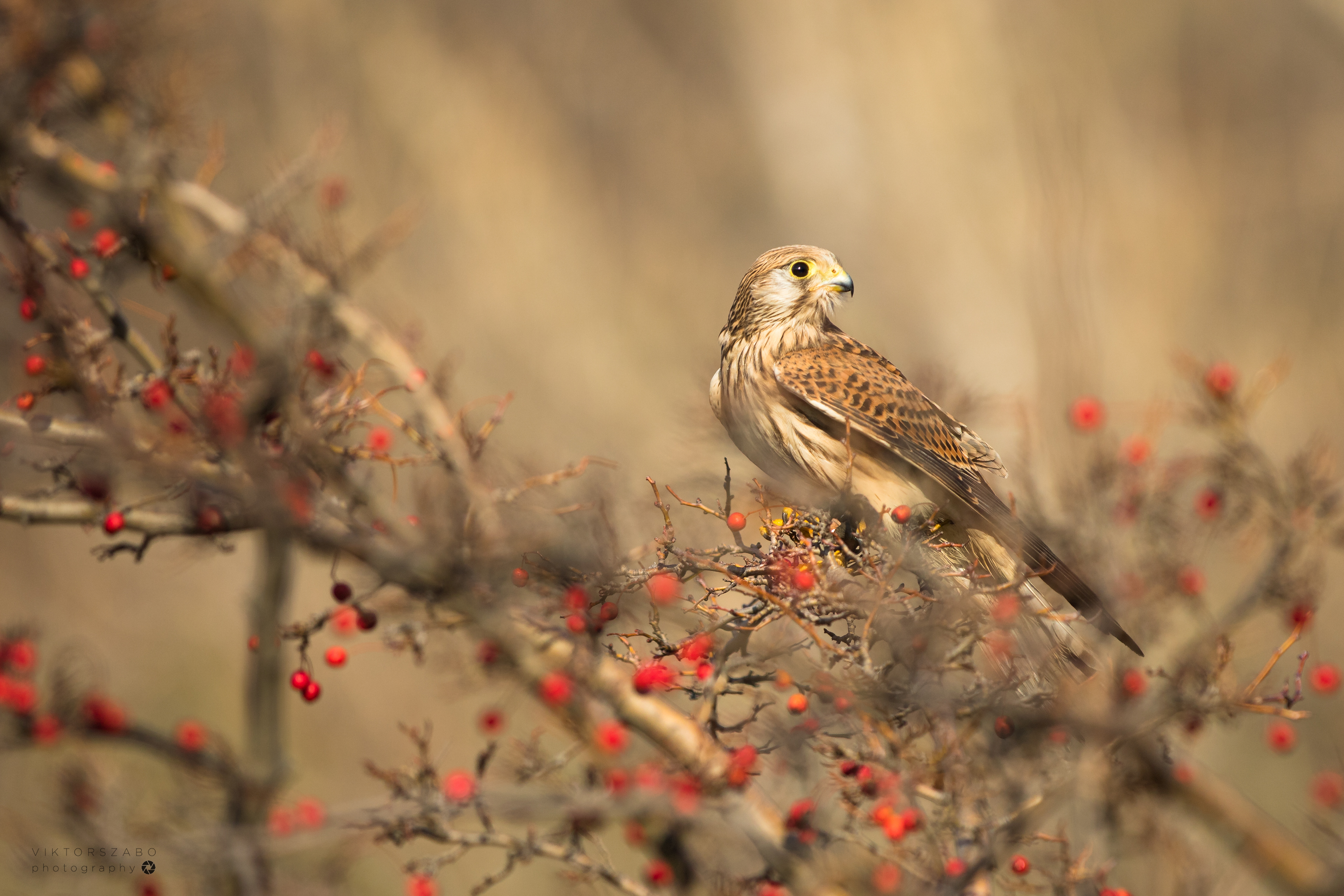 COMMON KESTLER/FALCO TINNUNCULUS, SLOVAKIA