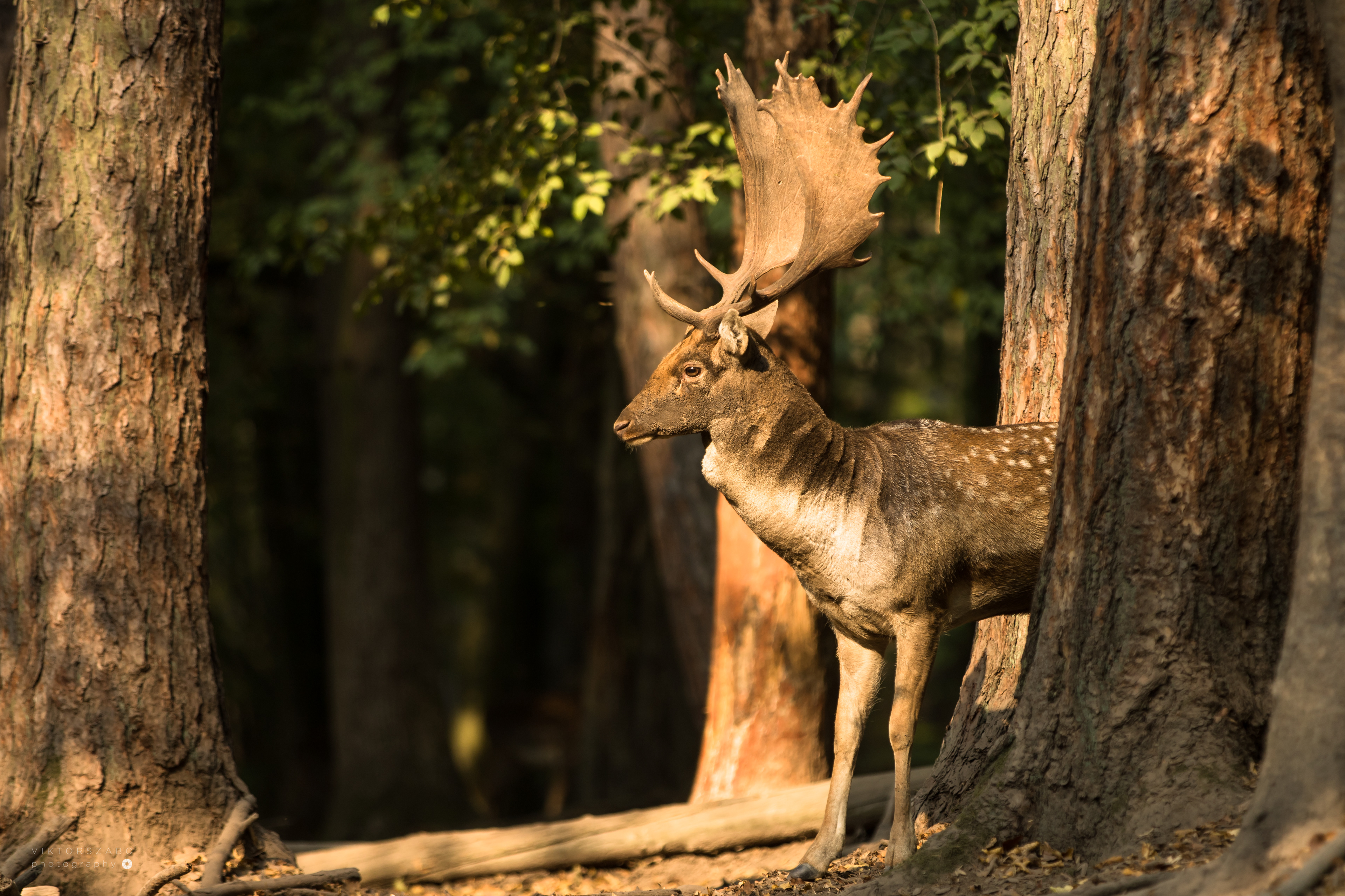 FALLOW DEER/DAMA DAMA, SLOVAKIA