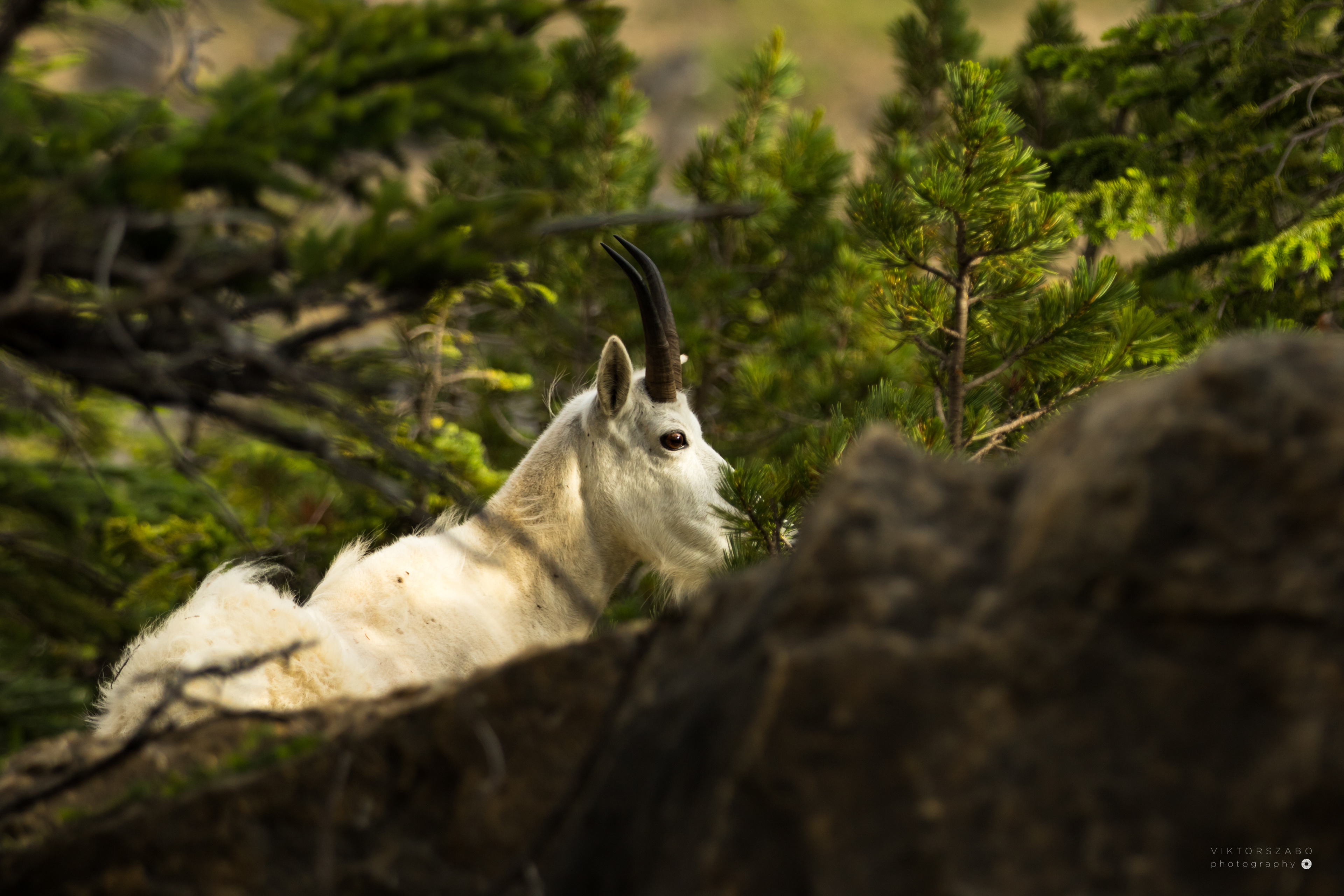 MOUNTAIN GOAT/OREAMNOS AMERICANUS, CANADA