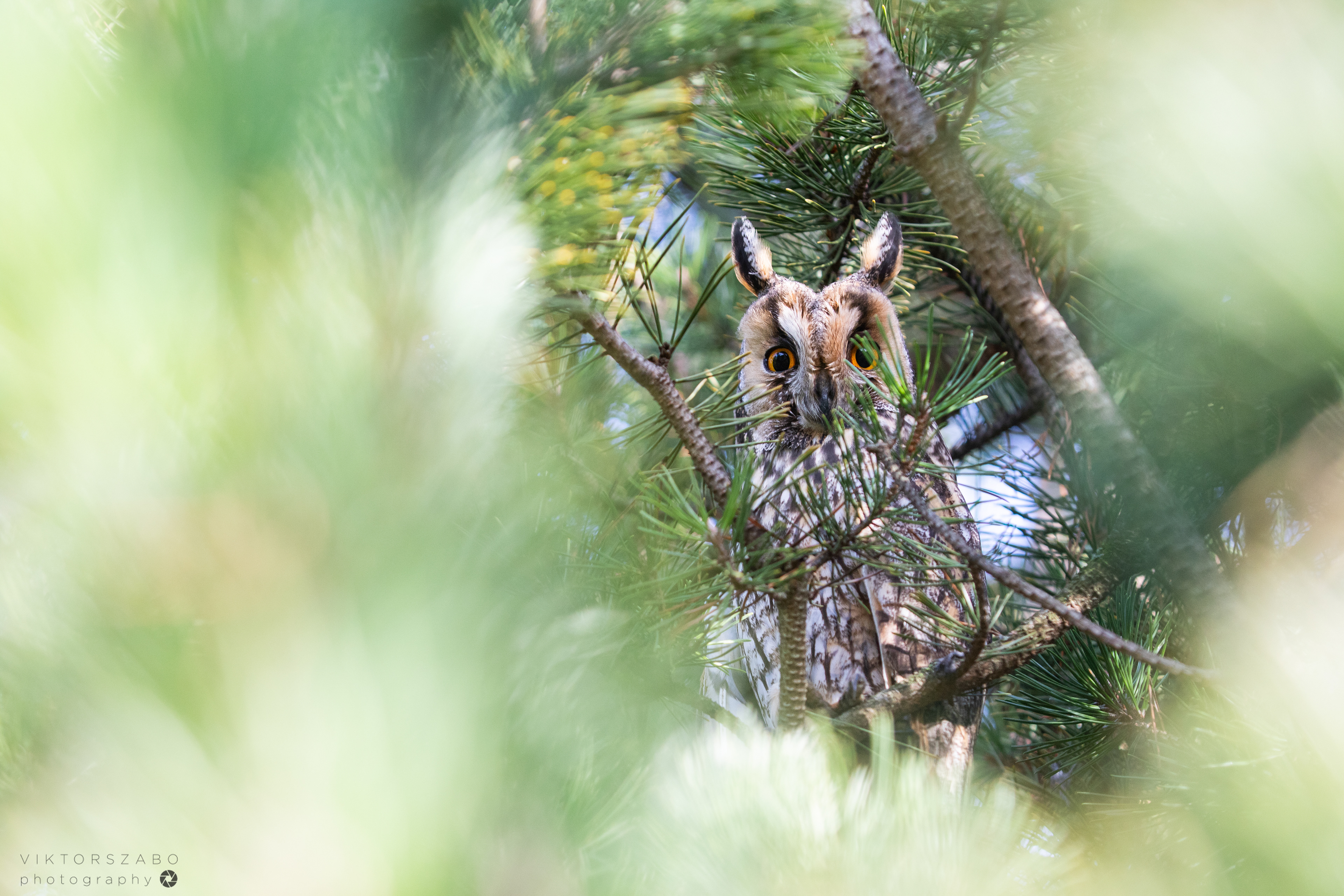 LONG-EARED OWL/ASIO OTUS, SLOVAKIA
