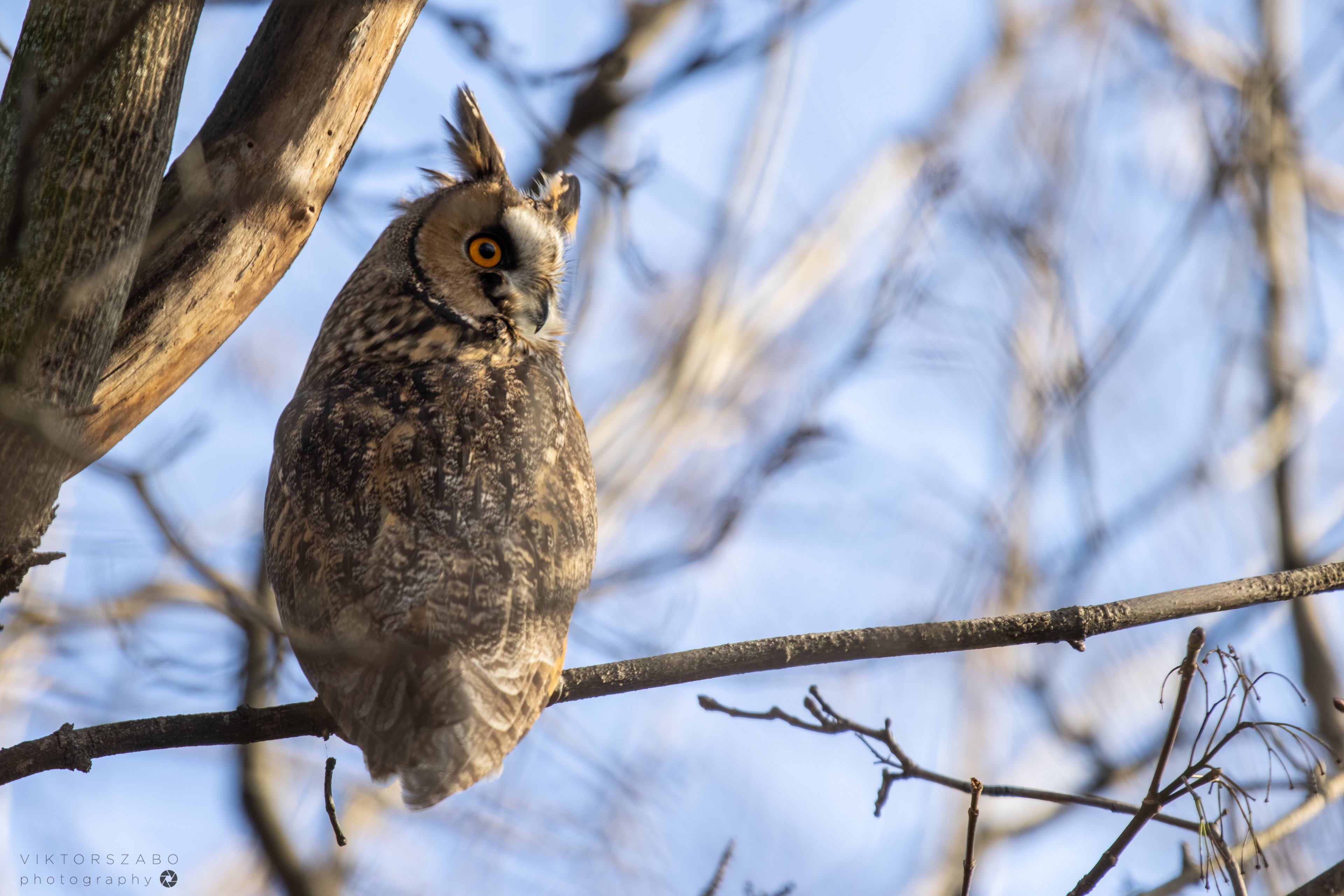 LONG-EARED OWL/ASIO OTUS, SLOVAKIA