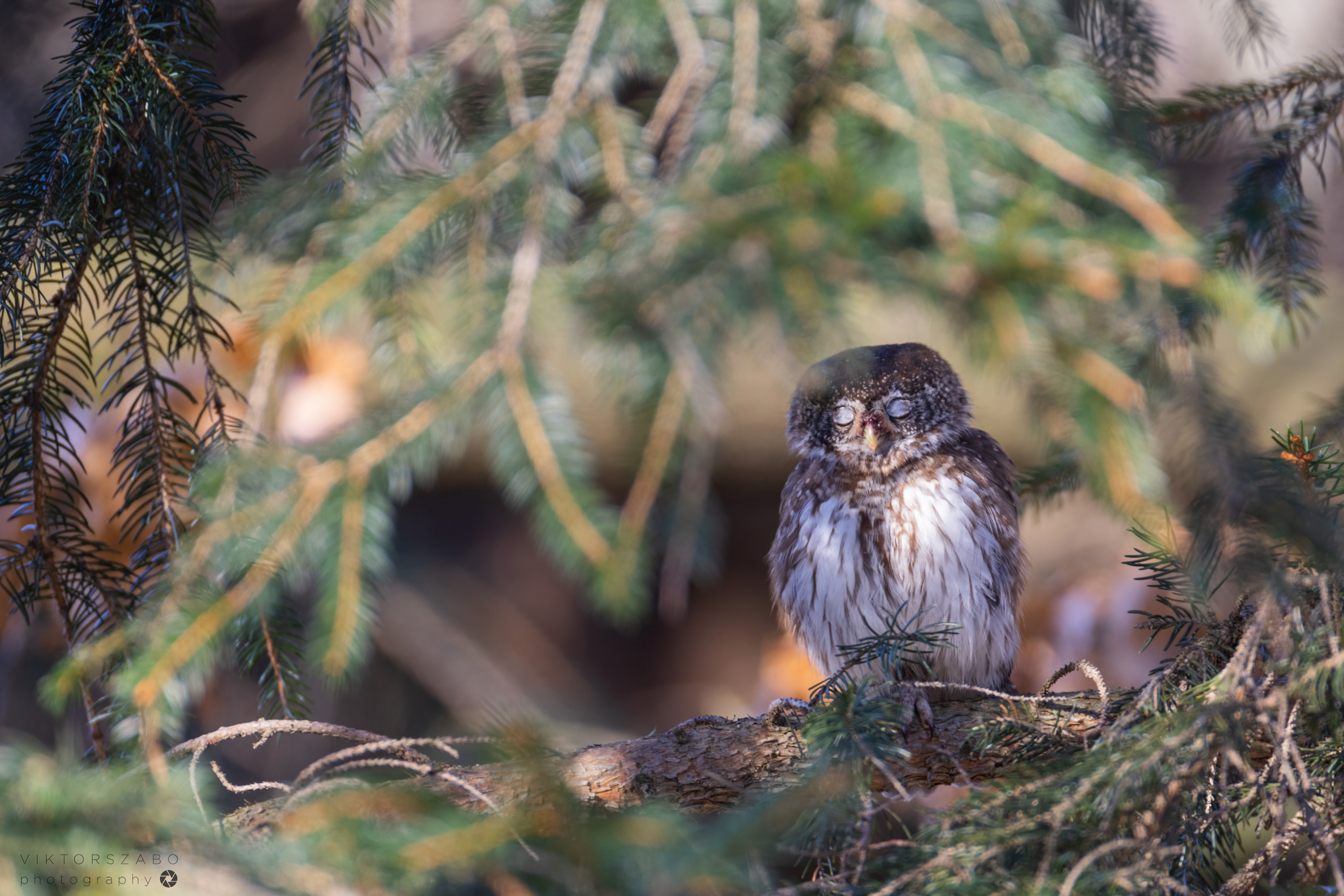 EURASIAN PYGMY OWL/GLAUCIDIUM PASSERINUM, SLOVAKIA