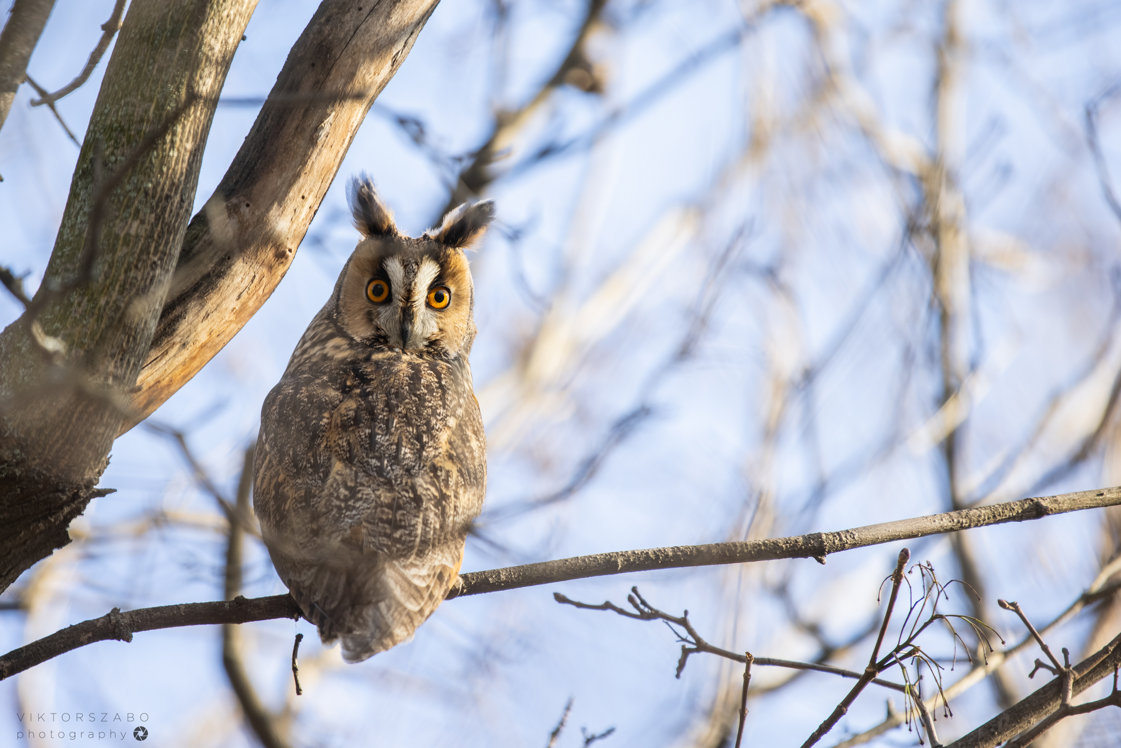 LONG-EARED OWL/ASIO OTUS, SLOVAKIA