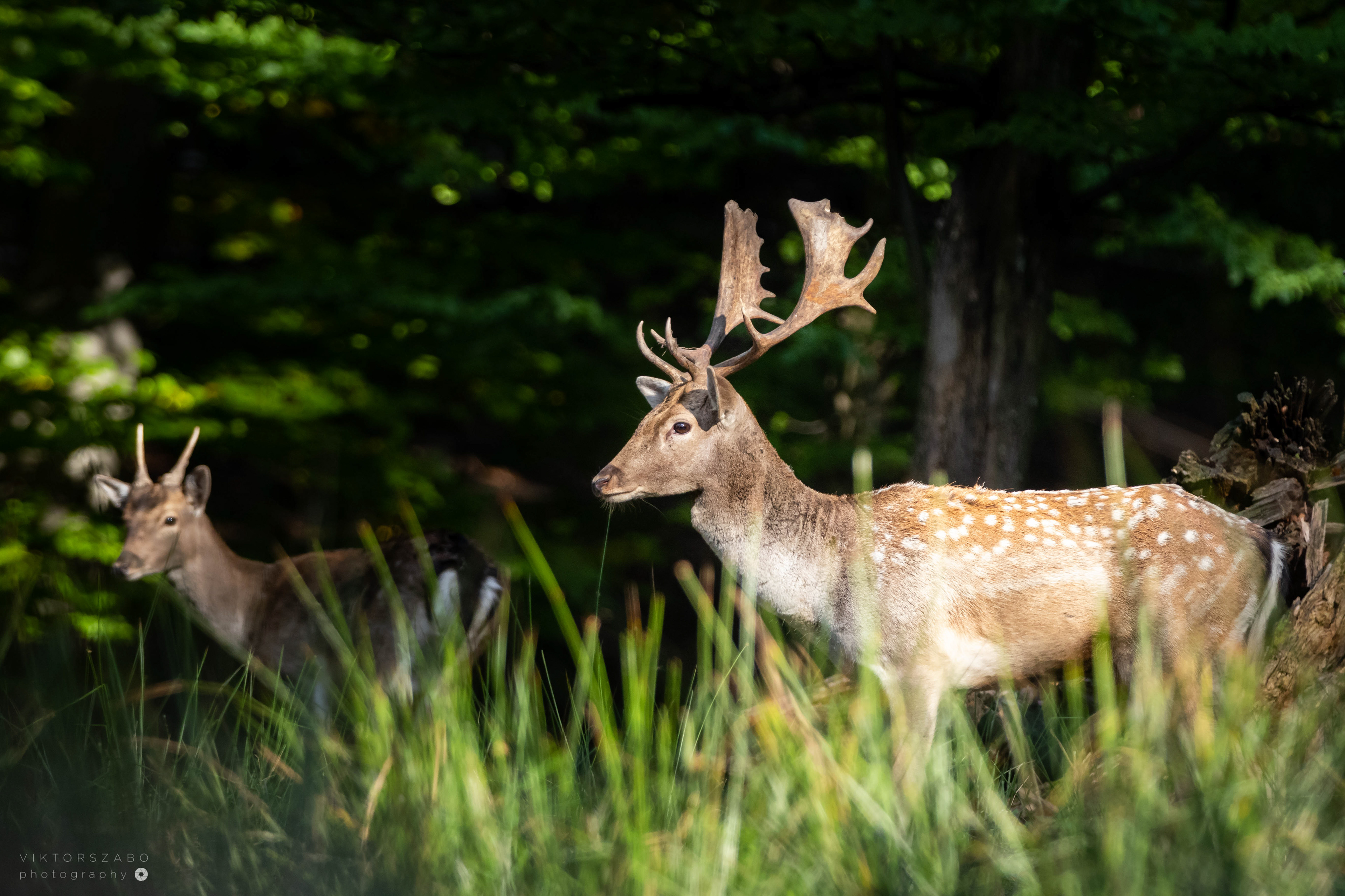 FALLOW DEER/DAMA DAMA, SLOVAKIA