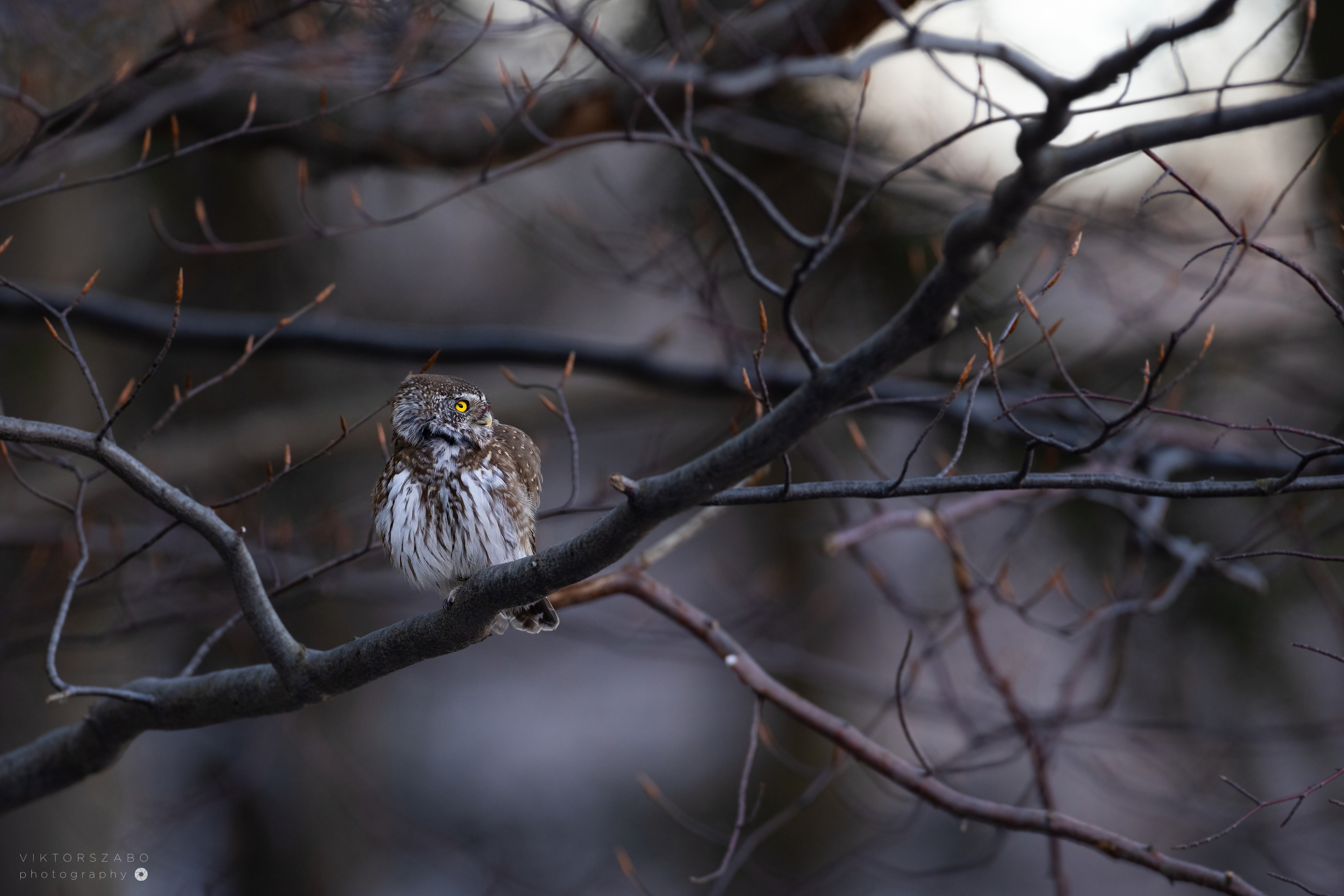 EURASIAN PYGMY OWL/GLAUCIDIUM PASSERINUM, SLOVAKIA