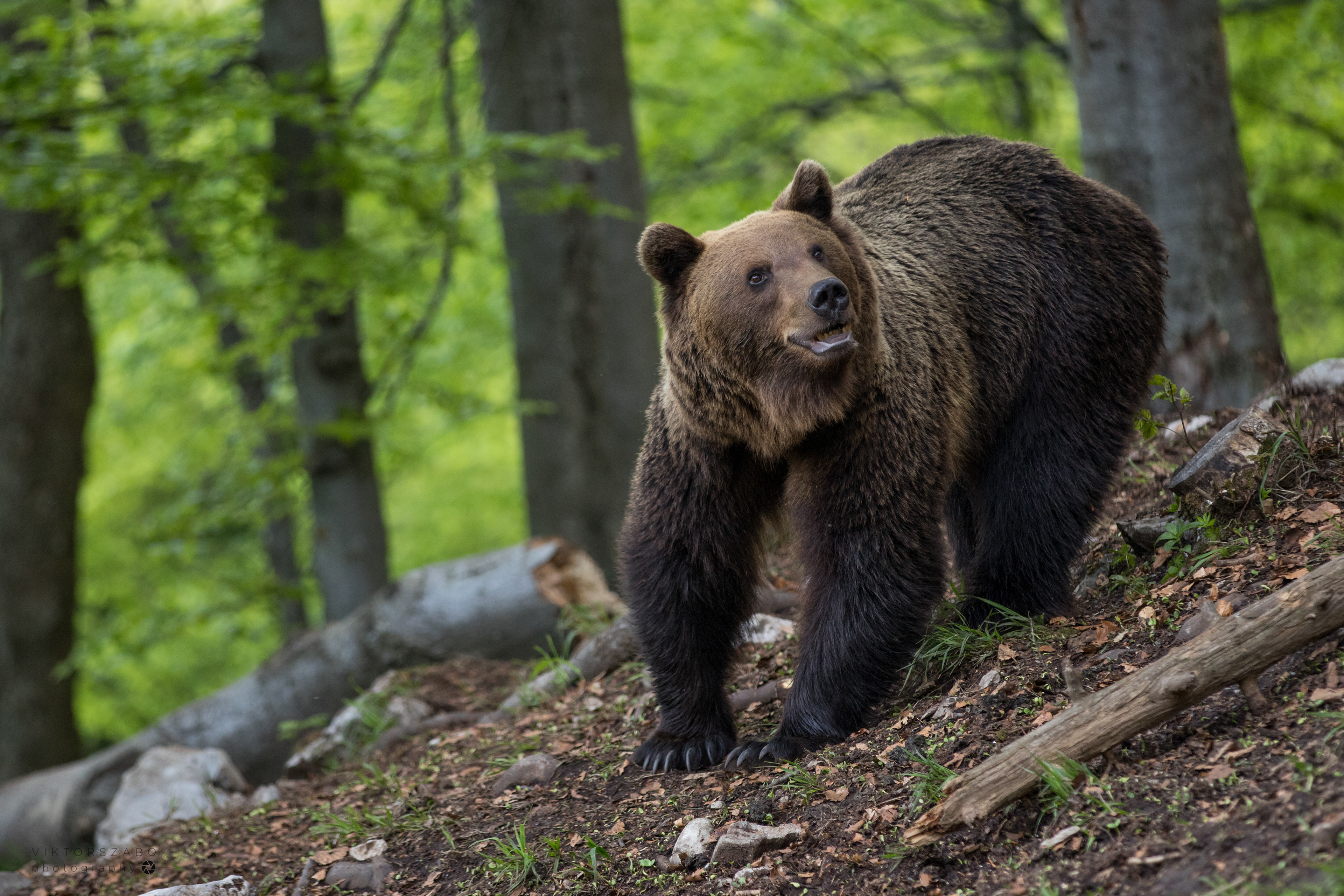 BROWN BEAR/URSUS ARCTOS, SLOVAKIA