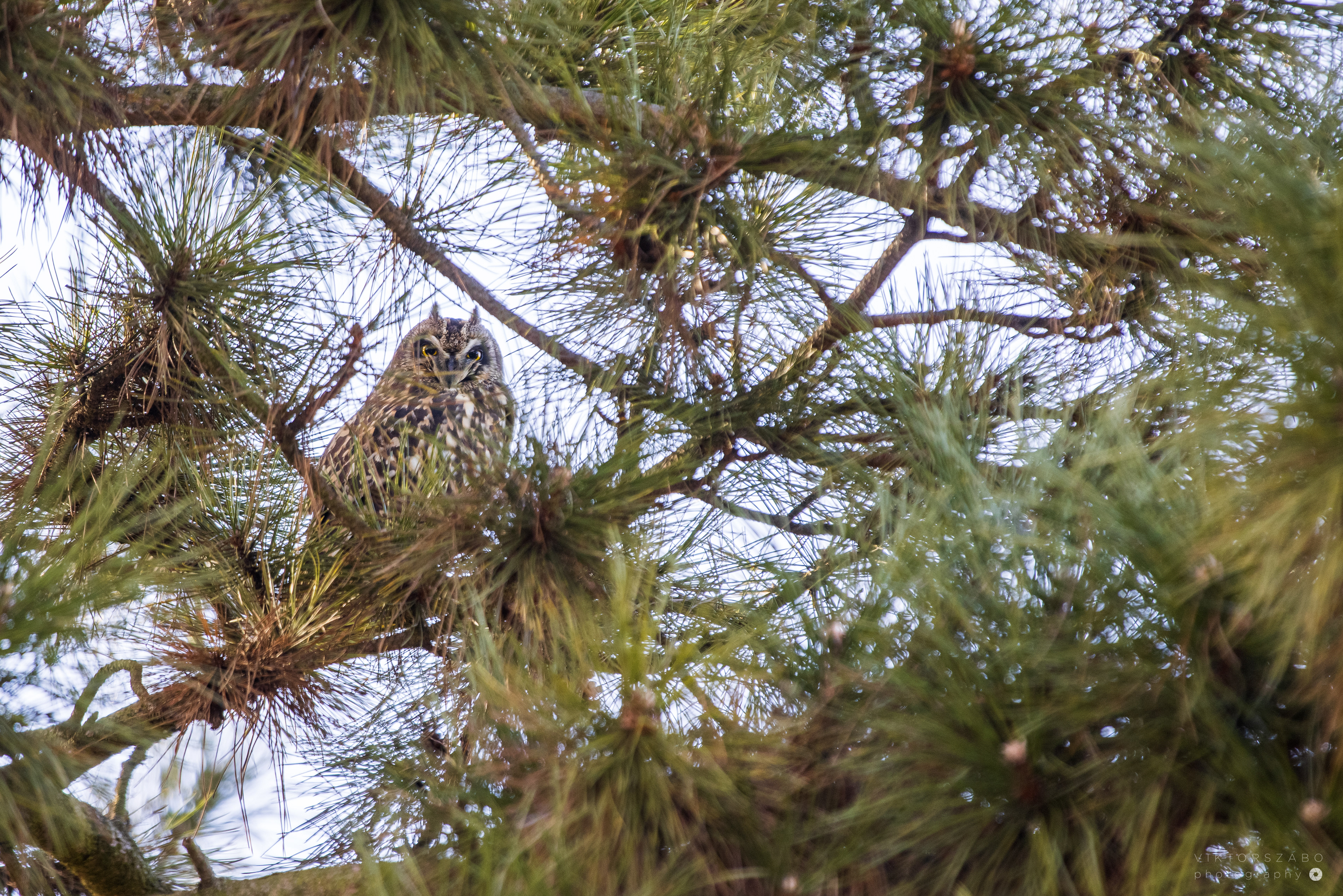 SHORT-EARED OWL/ASIO FLAMMEUS, SLOVAKIA
