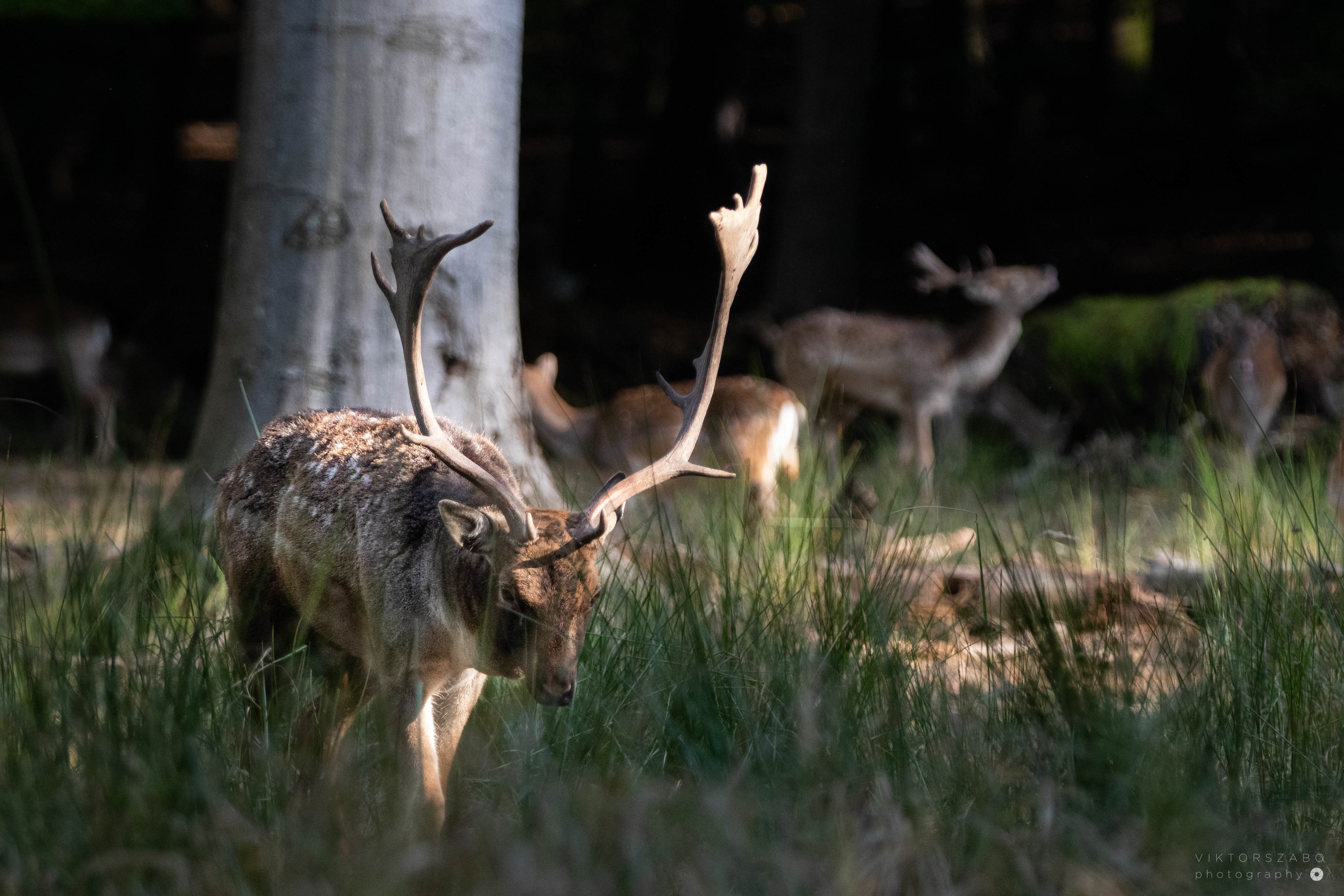 FALLOW DEER/DAMA DAMA, SLOVAKIA