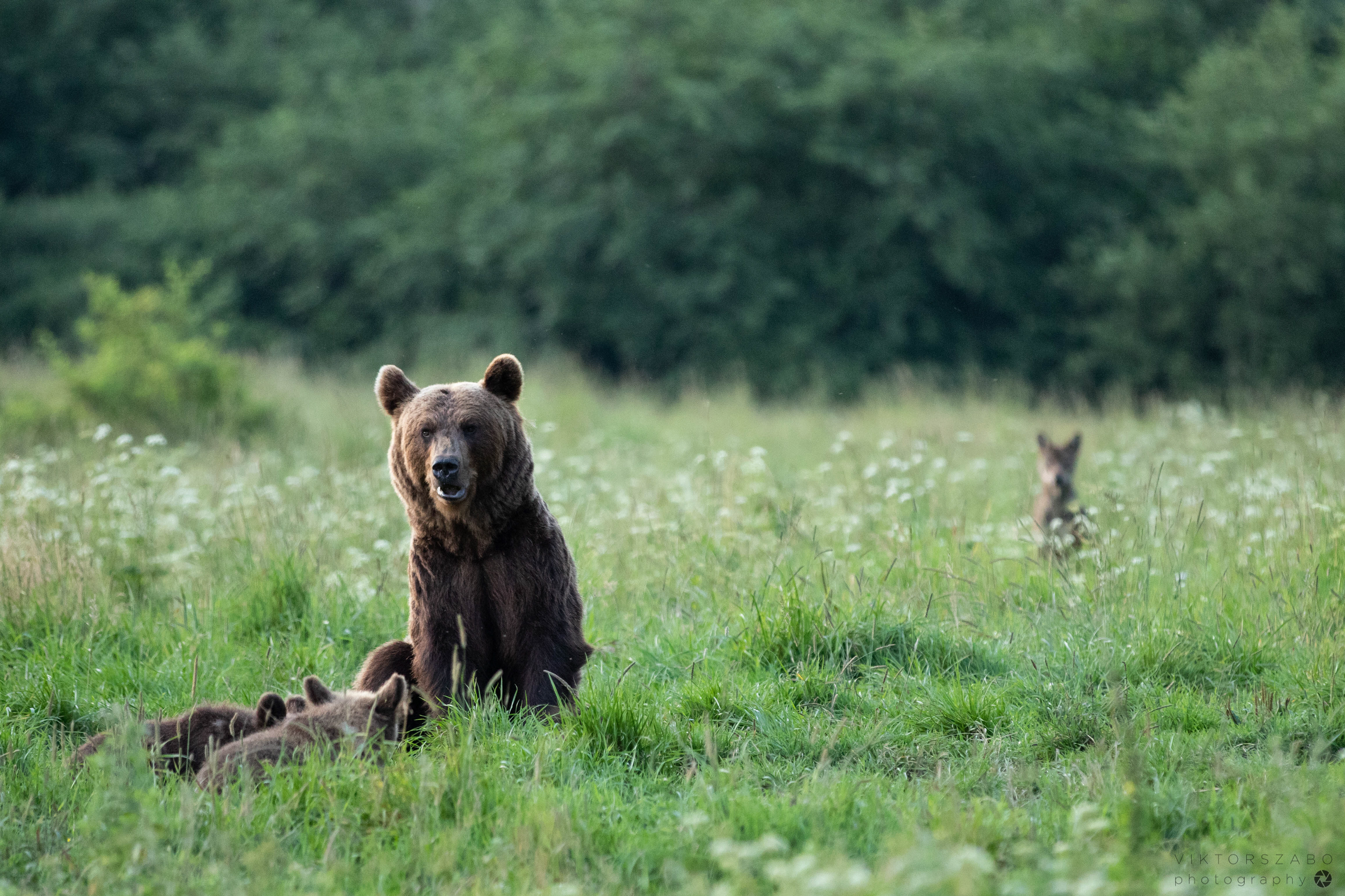 GREY WOLF/CANIS LUPUS AND BROWN BEAR/URSUS ARCTOS, POLAND