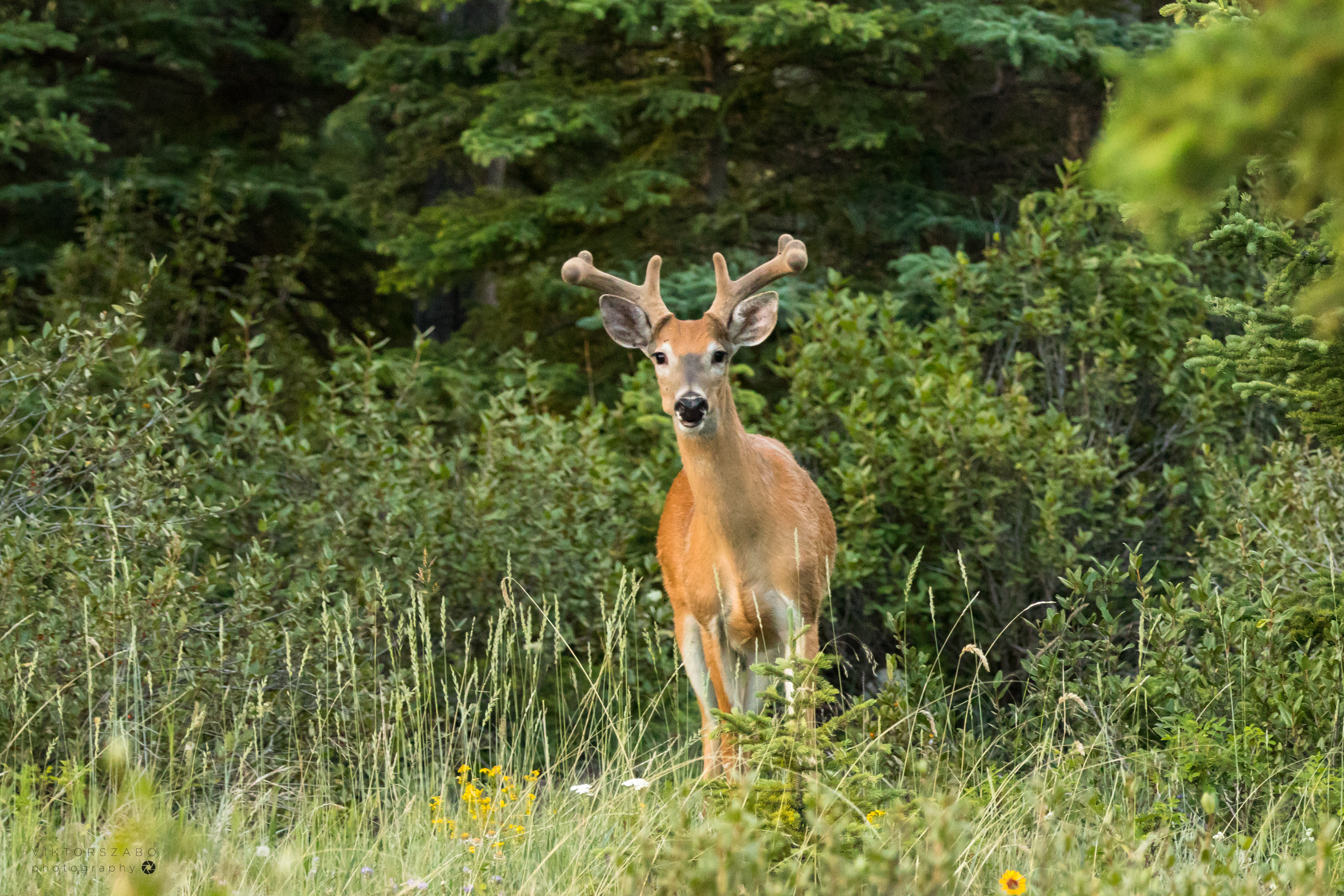 BLACK-TAILED DEER/ODOCOILEUS HEMIONUS, CANADA