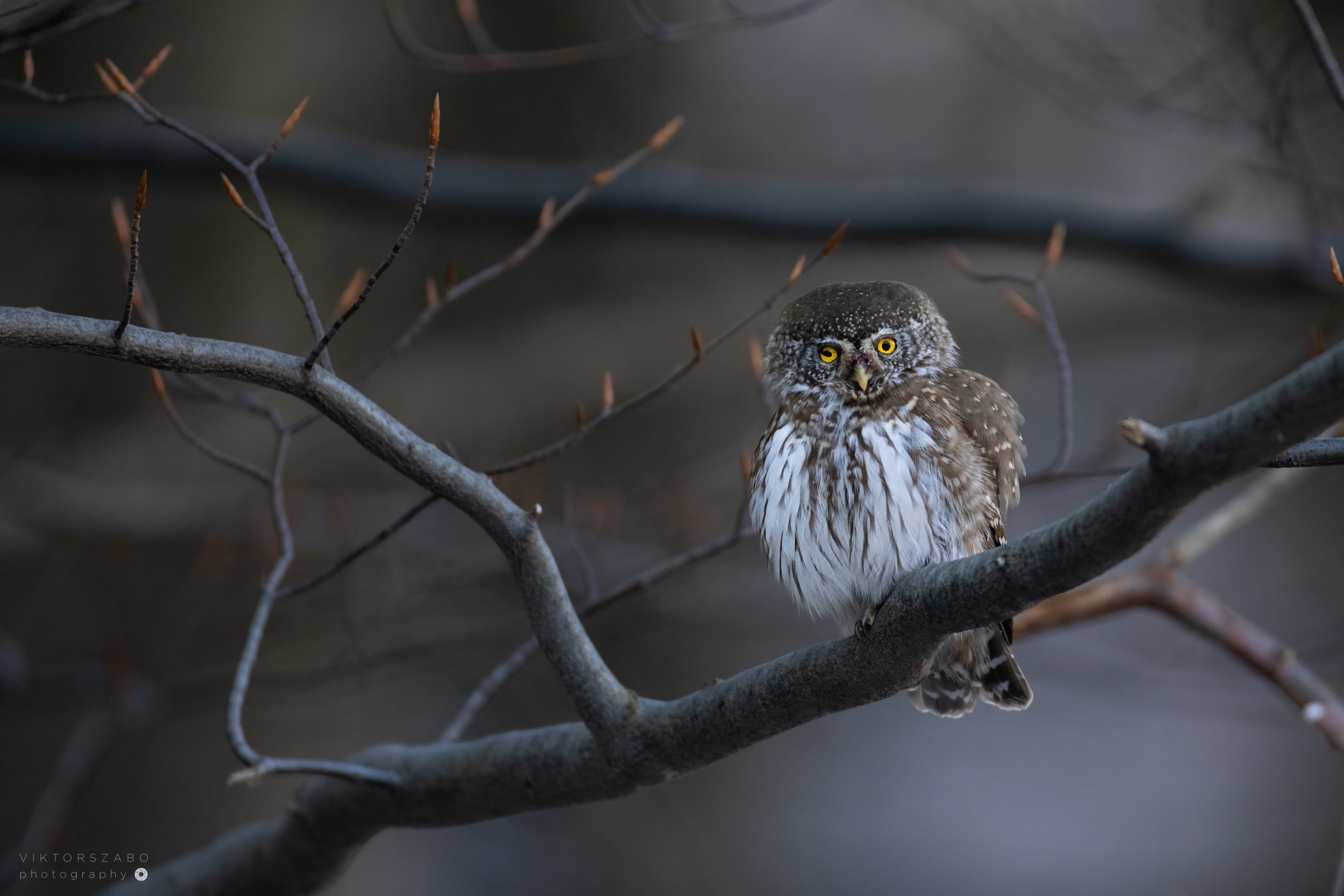 EURASIAN PYGMY OWL/GLAUCIDIUM PASSERINUM, SLOVAKIA