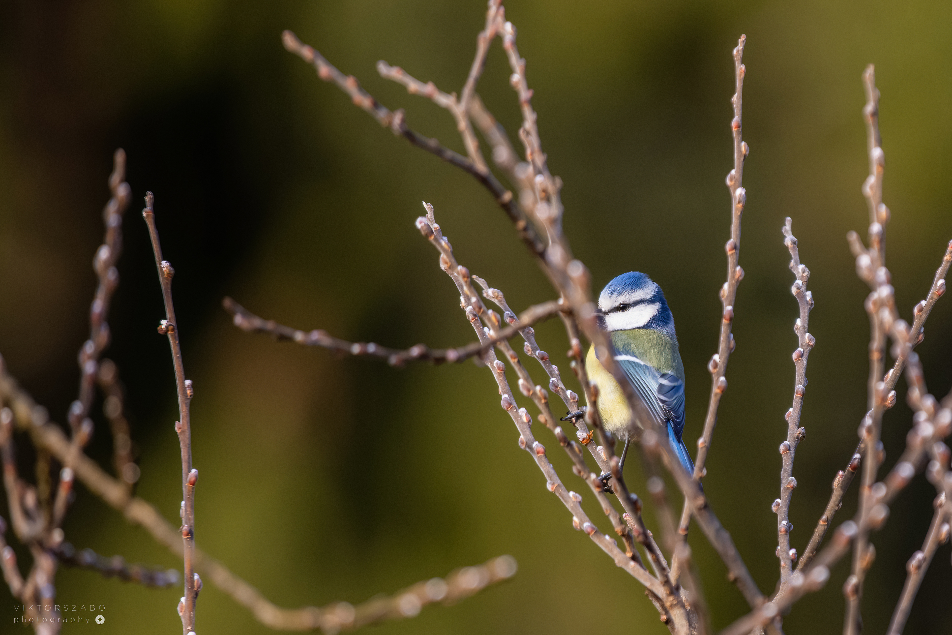 EURASIAN BLUE TIT/PARUS CAERULEUS, SLOVAKIA
