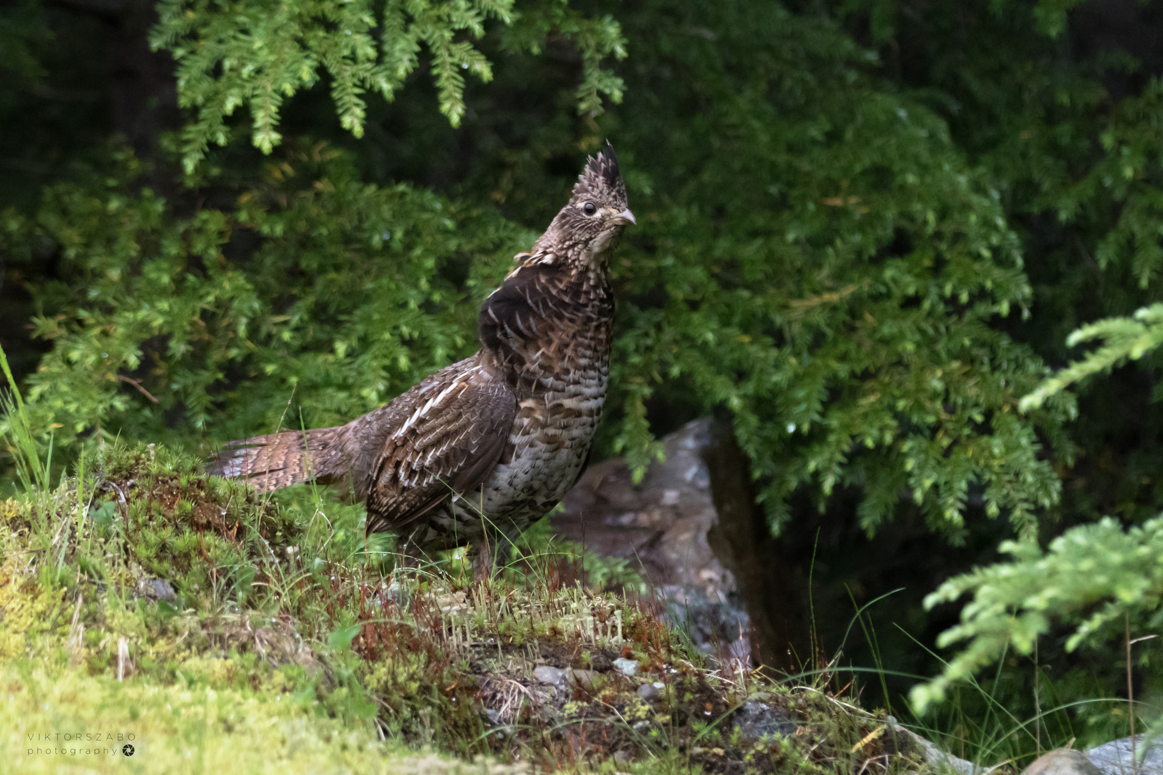 RUFFED GROUSE/BONASA UMBELLUS, CANADA