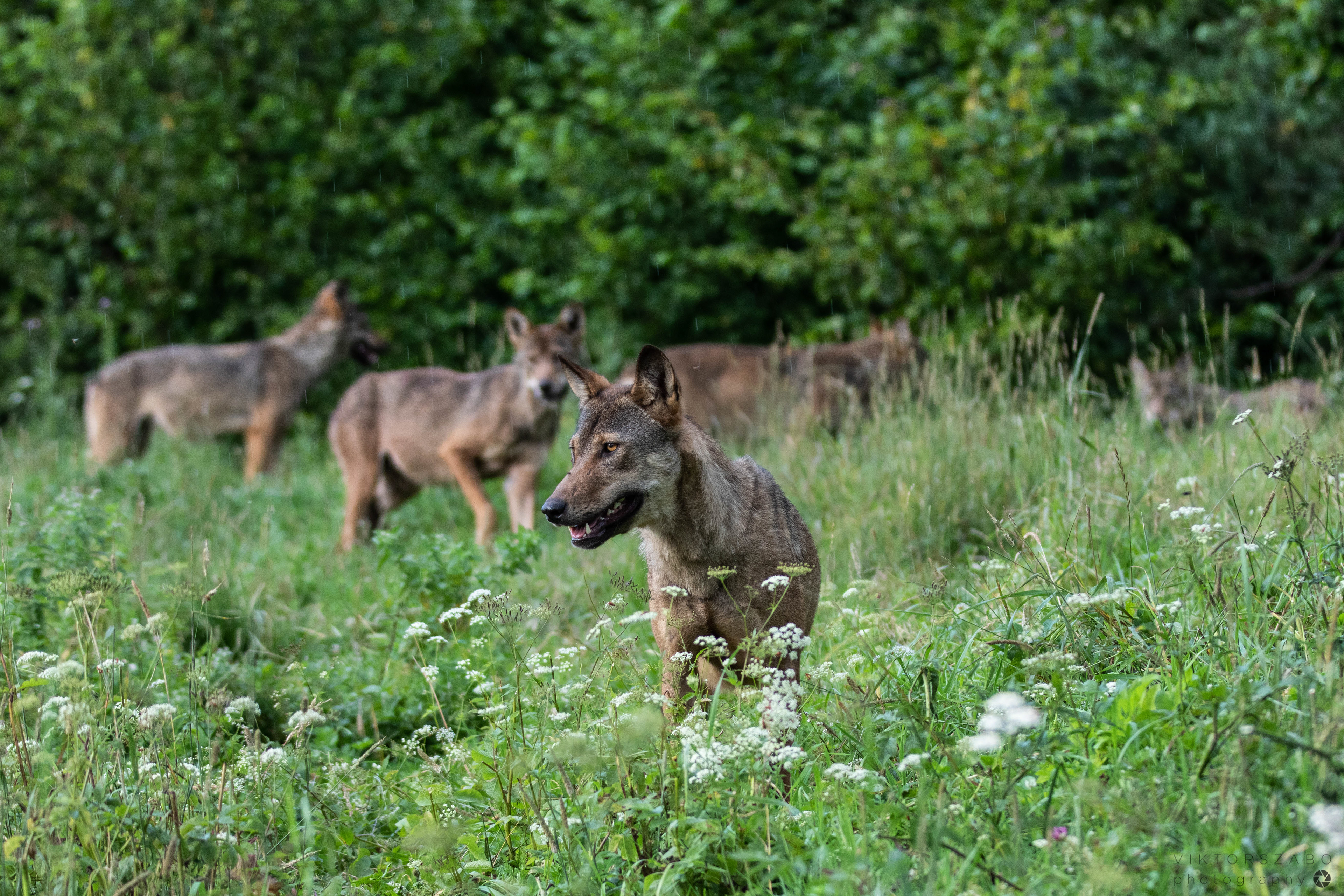 GREY WOLF/CANIS LUPUS, POLAND