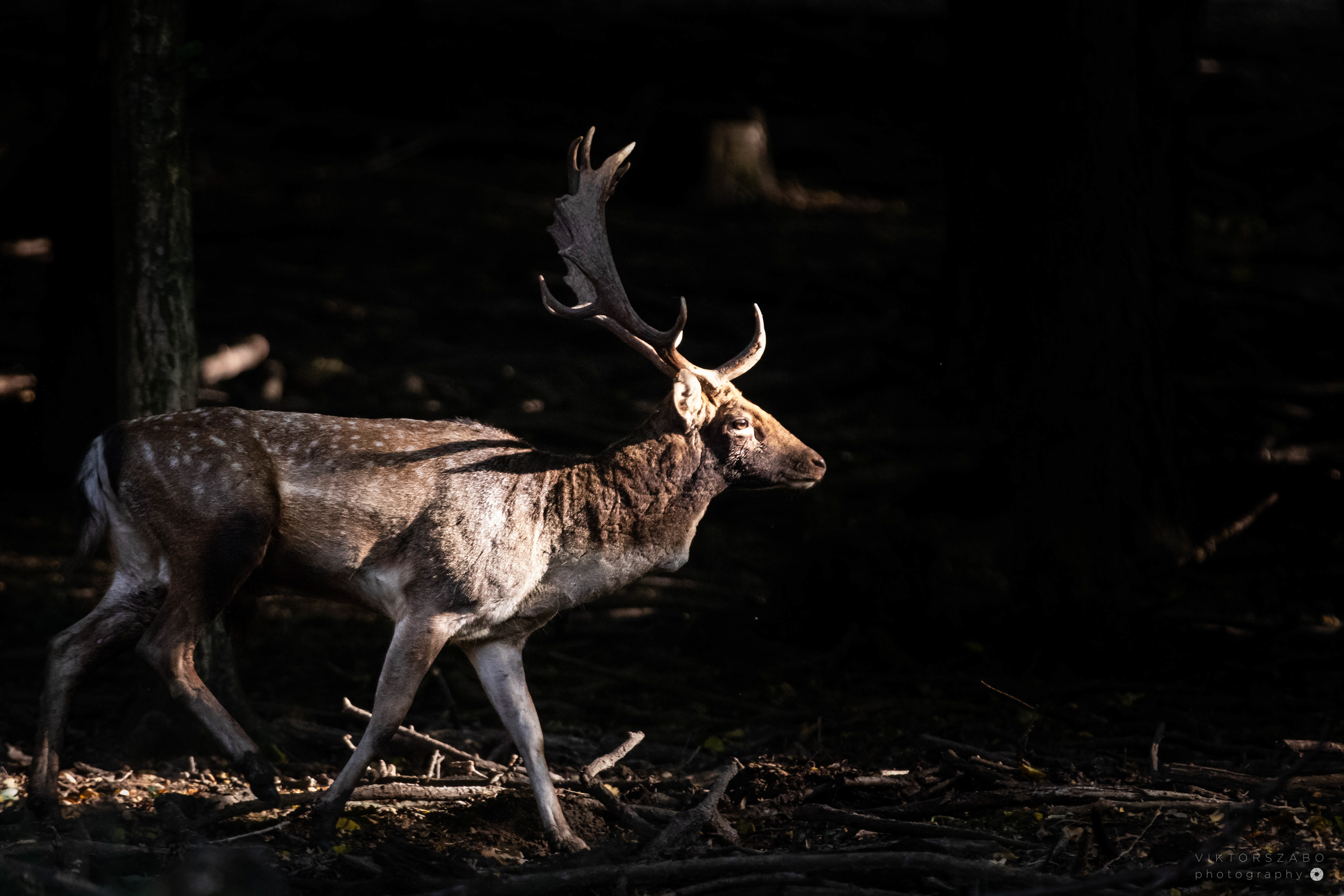 FALLOW DEER/DAMA DAMA, SLOVAKIA