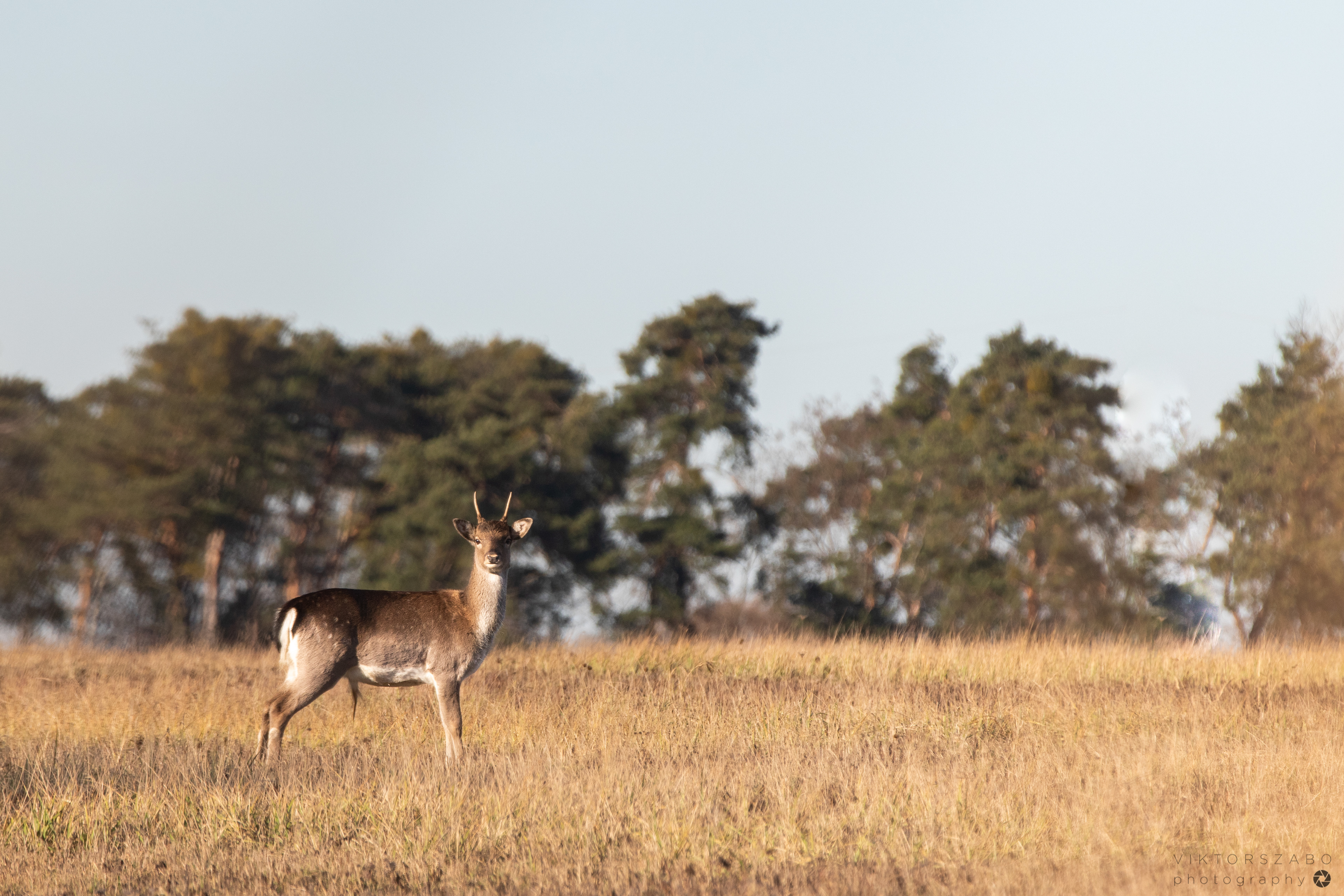 FALLOW DEER/DAMA DAMA, SLOVAKIA