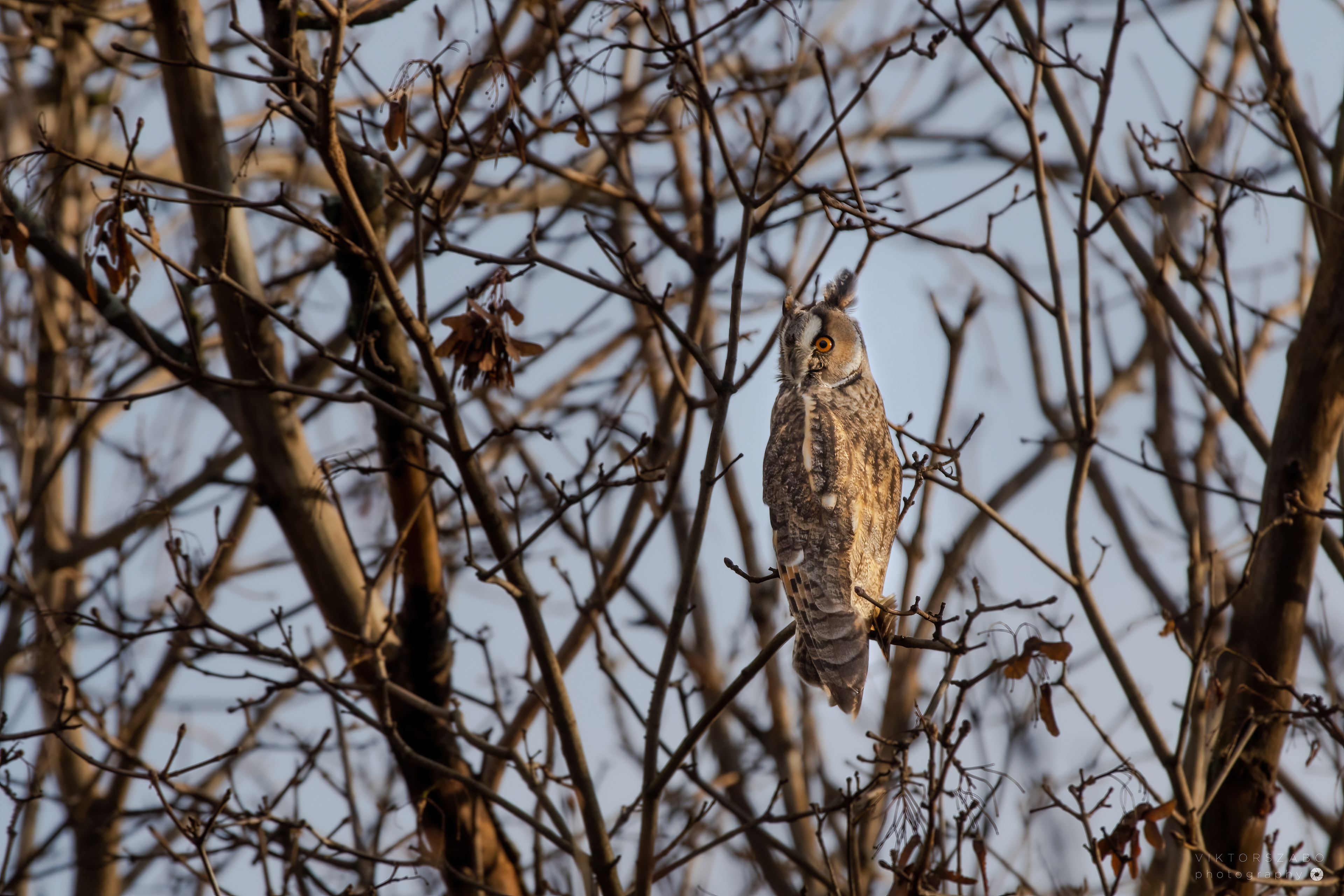 LONG-EARED OWL/ASIO OTUS, SLOVAKIA