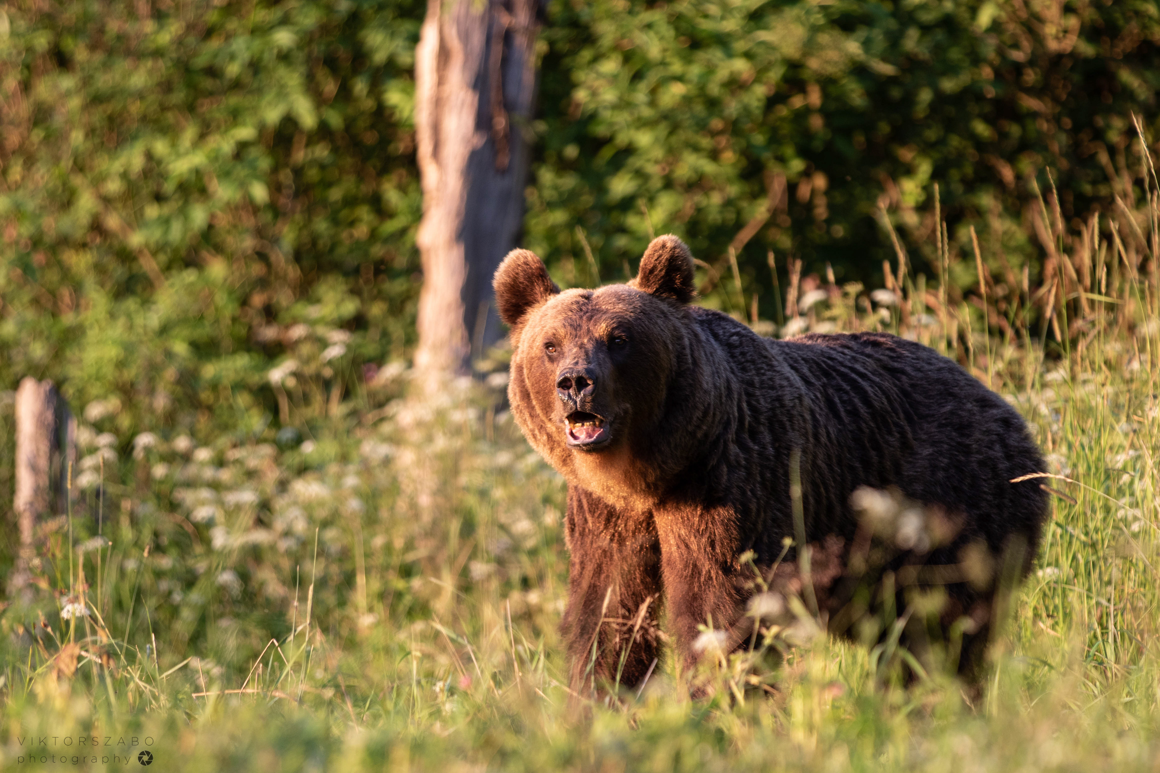 BROWN BEAR/URSUS ARCTOS, POLAND