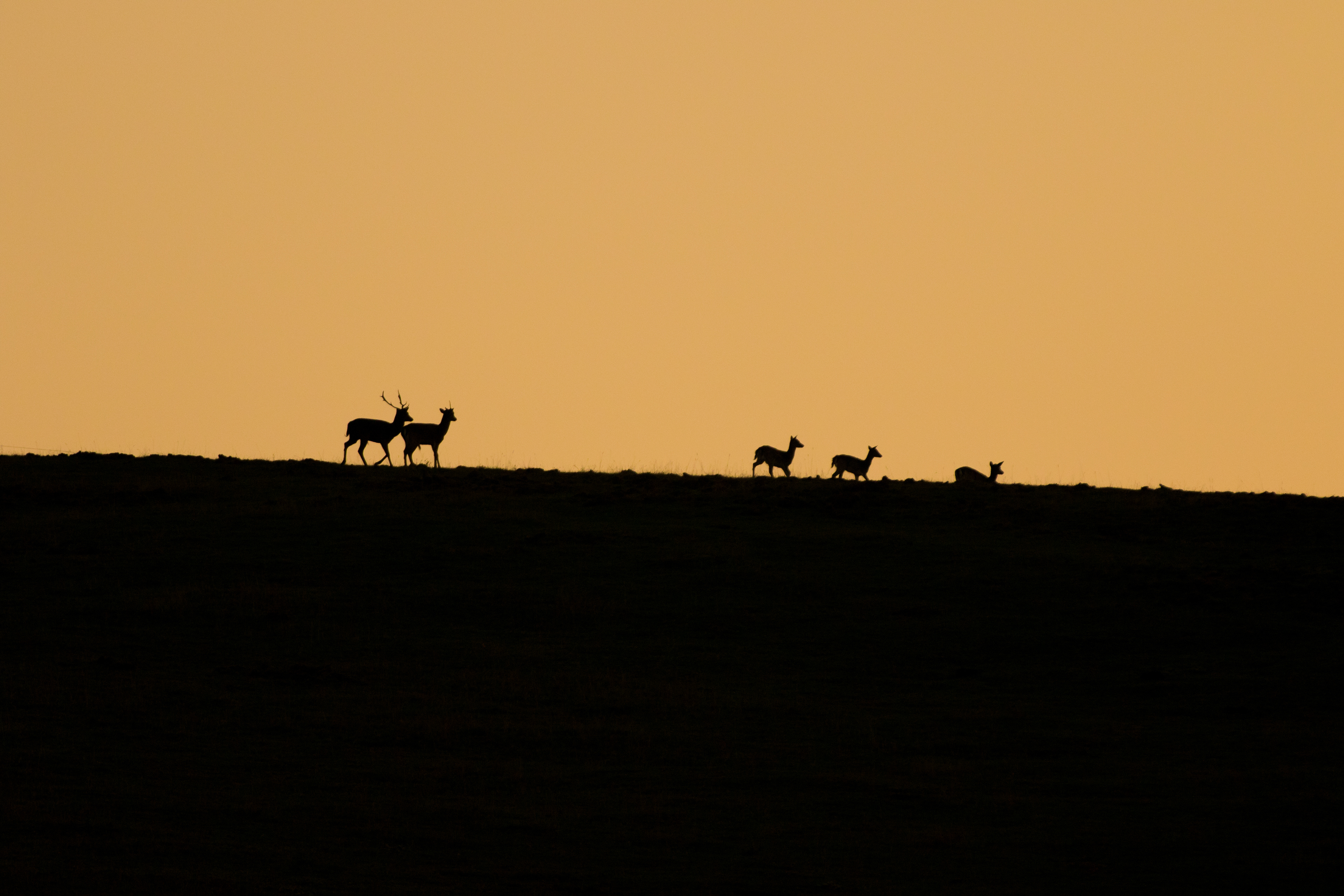 FALLOW DEER/DAMA DAMA, SLOVAKIA