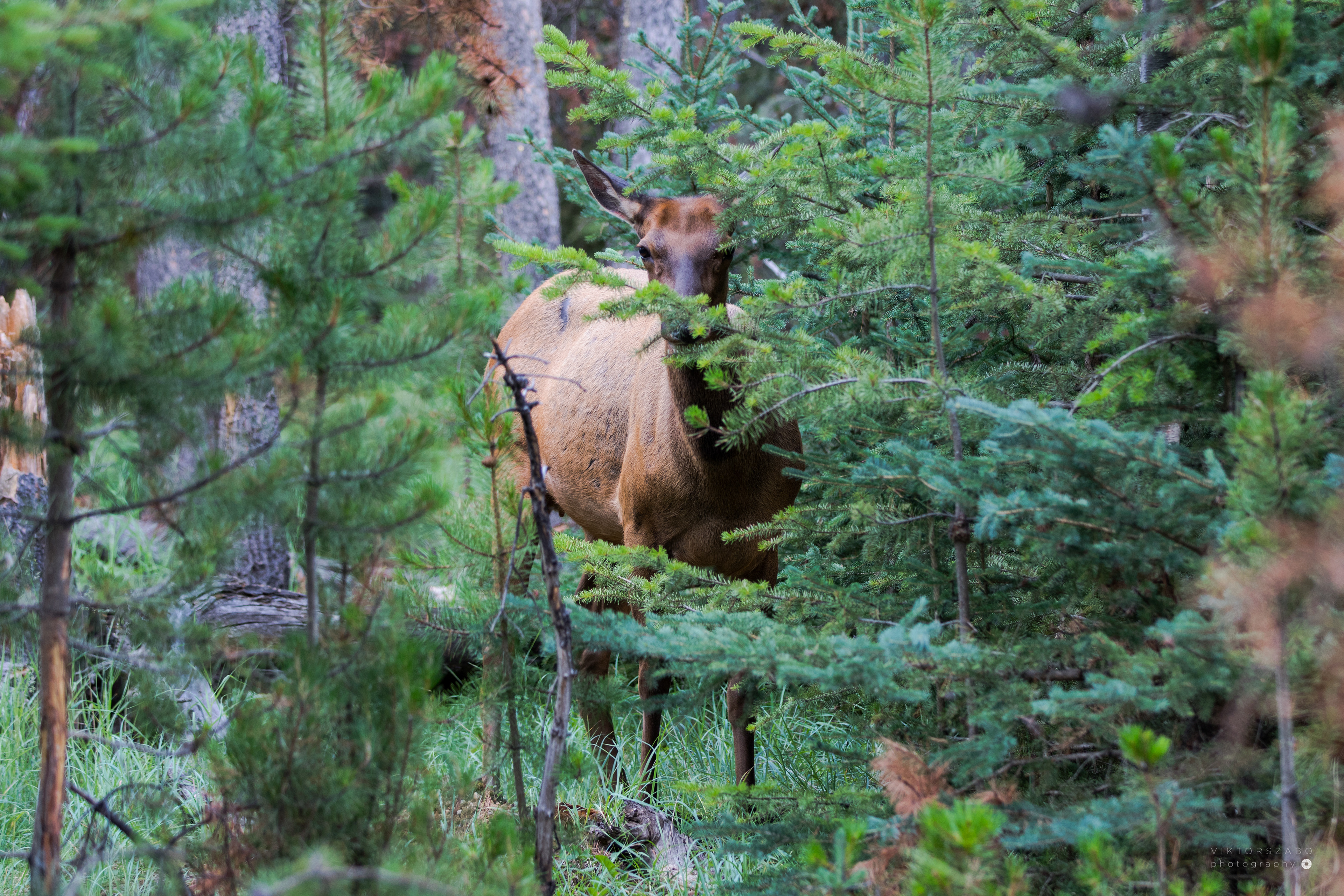 ELK/CERVUS CANADENSIS, CANADA