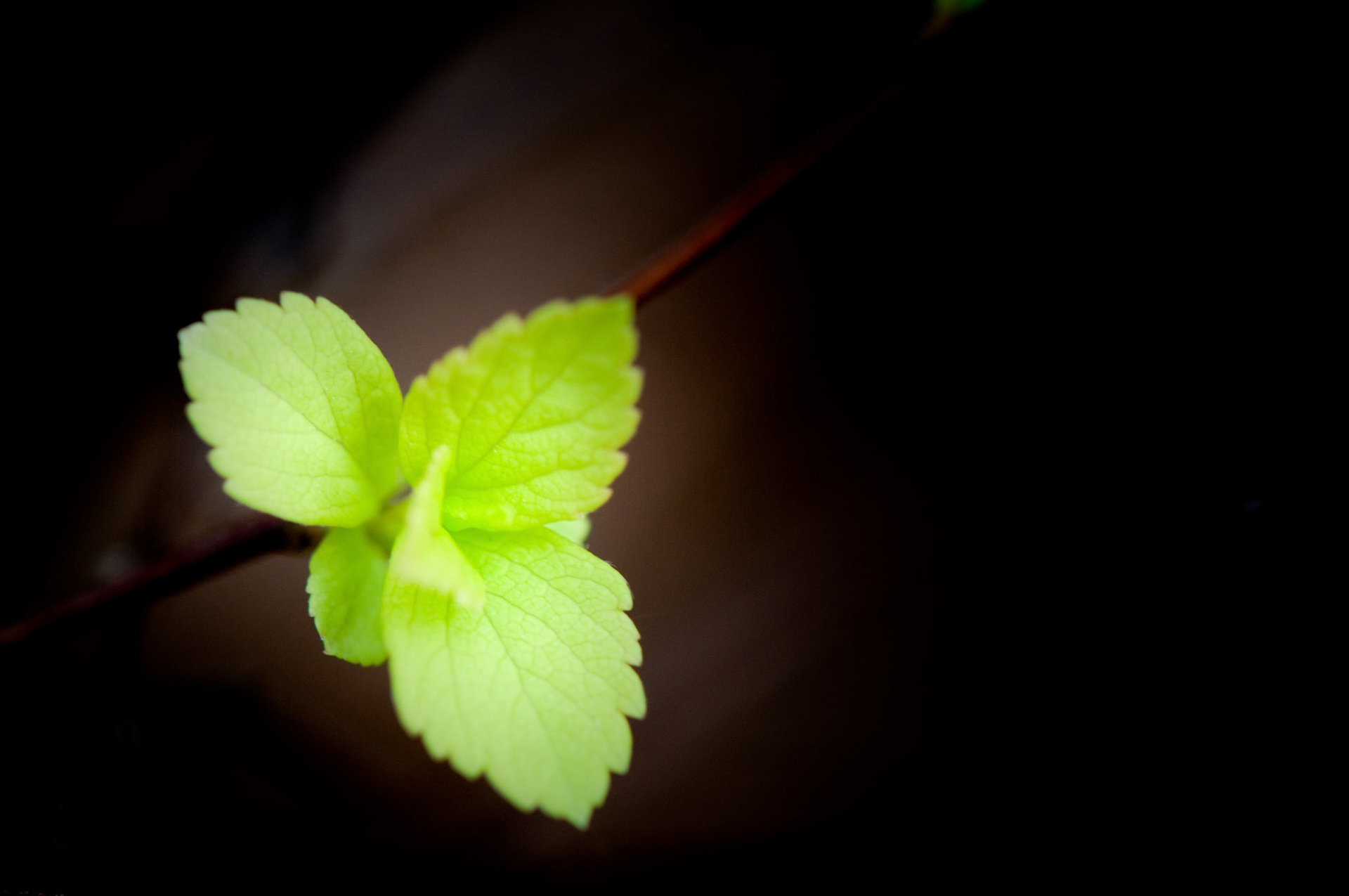 Image of a fresh leaf coming out in the spring.
