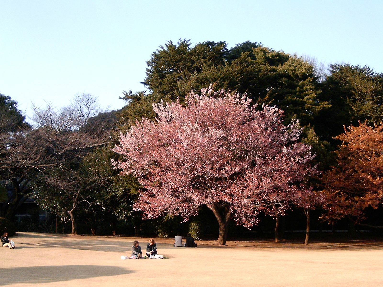 SONY DSC