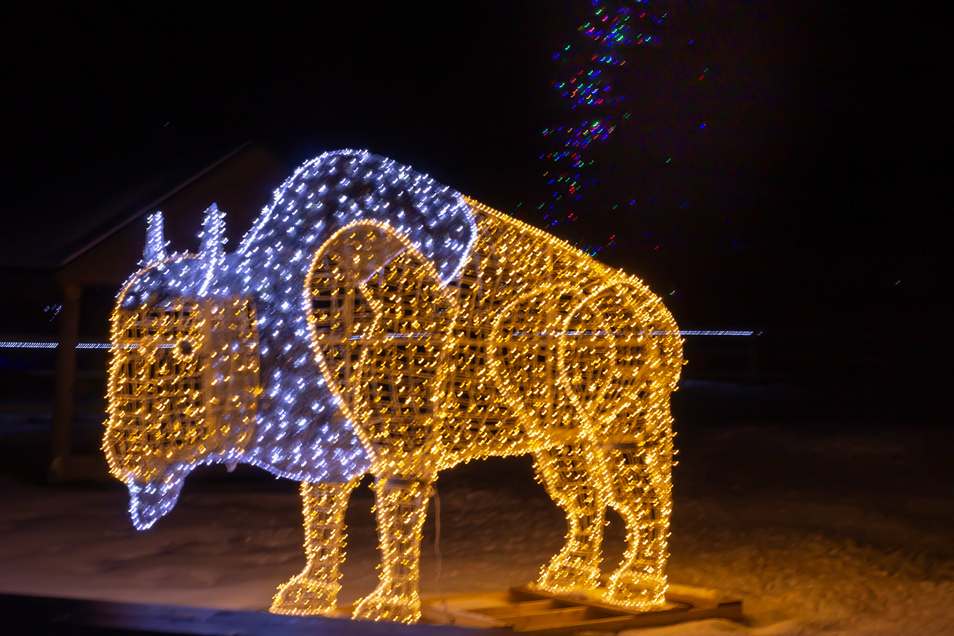 Joel Gallant Photography Christmas Lights at the Zoo