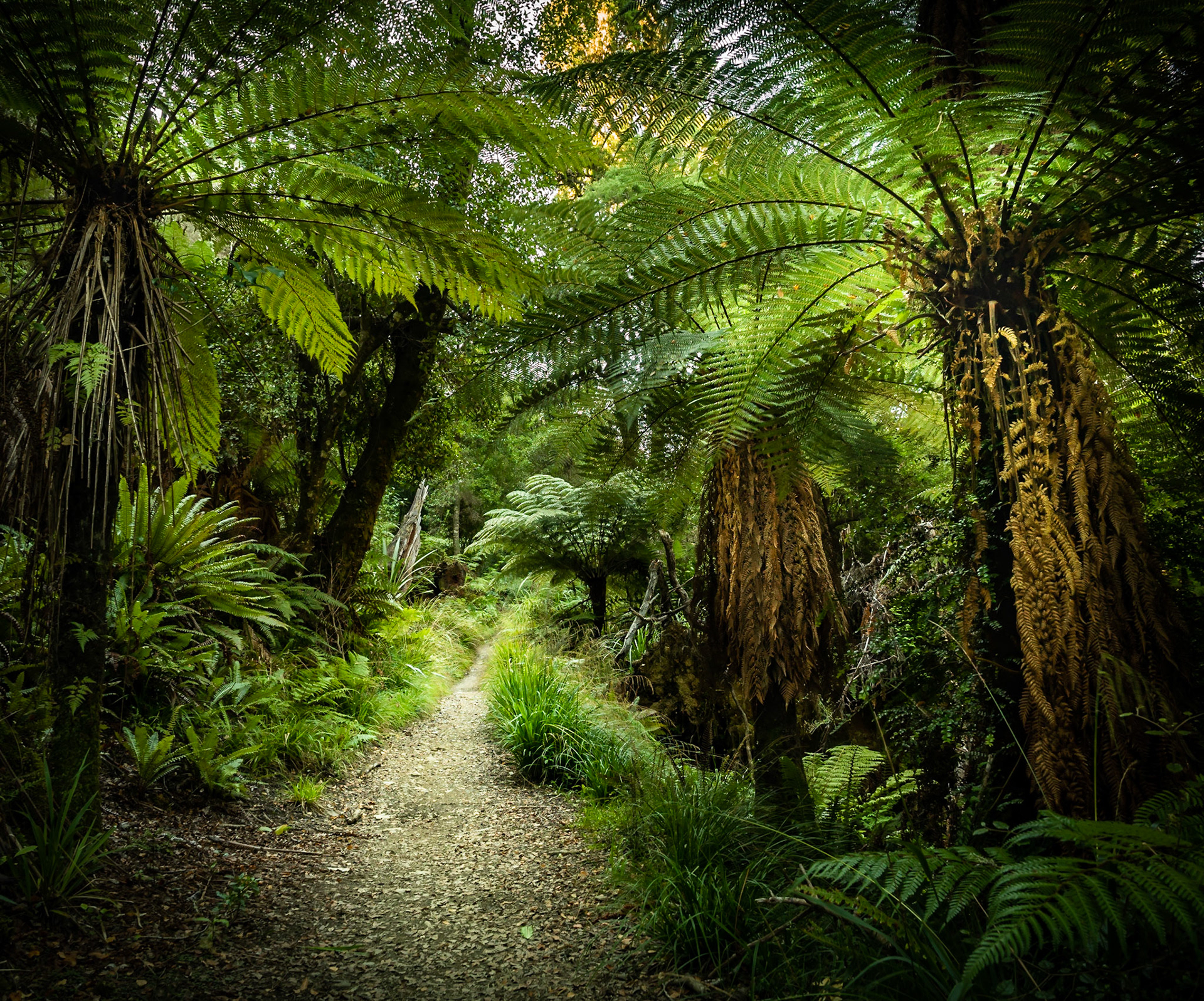 Fern Path