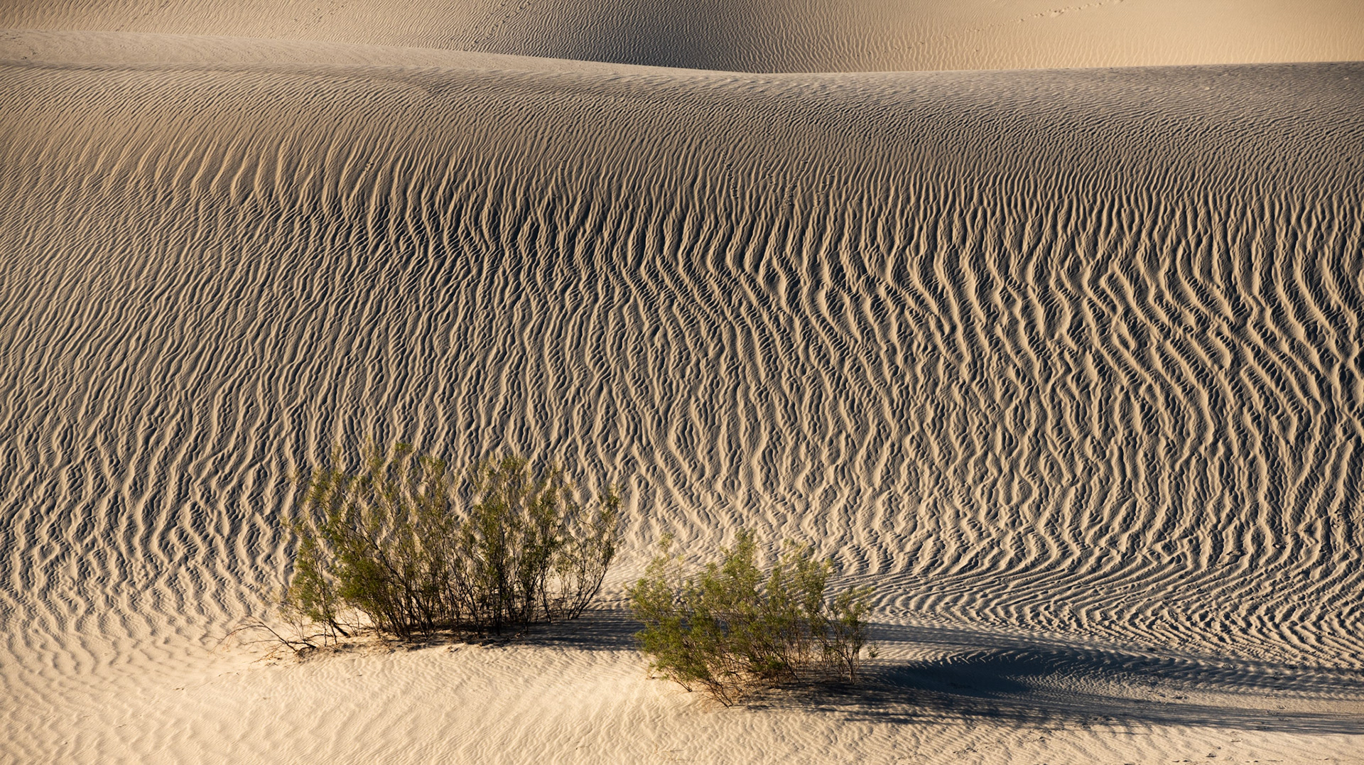 Sand dunes of Death Valley