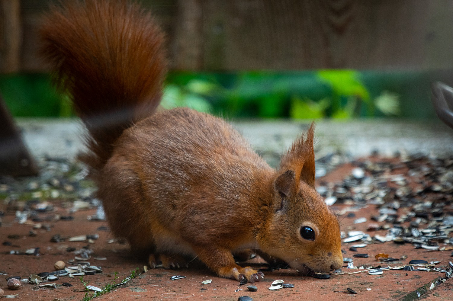 ein Eichhörnchen zu Gast