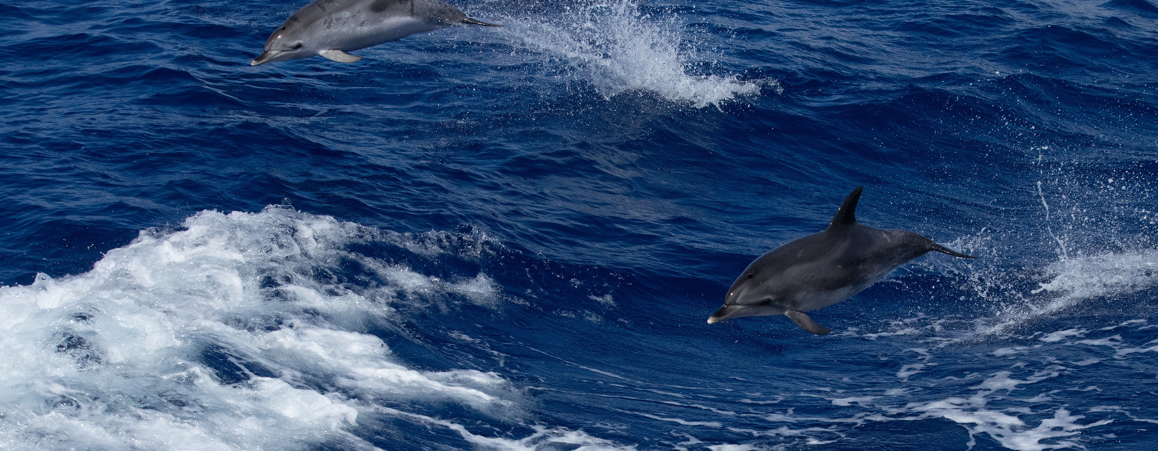 vor Madeira