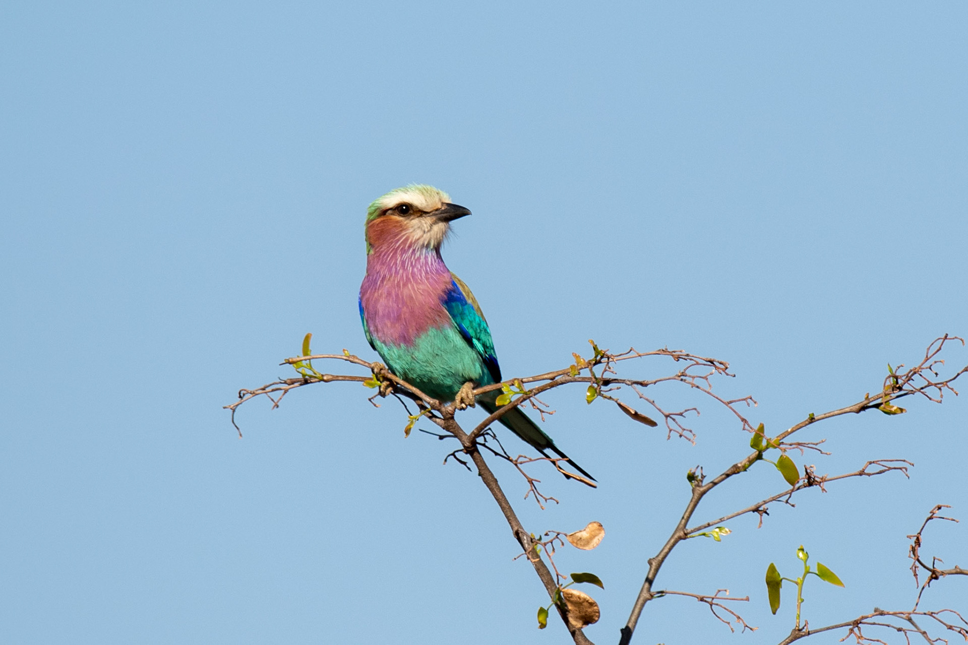 Louis Oosthuizen Photography - Lilacbreasted Roller   Gewone Troupant