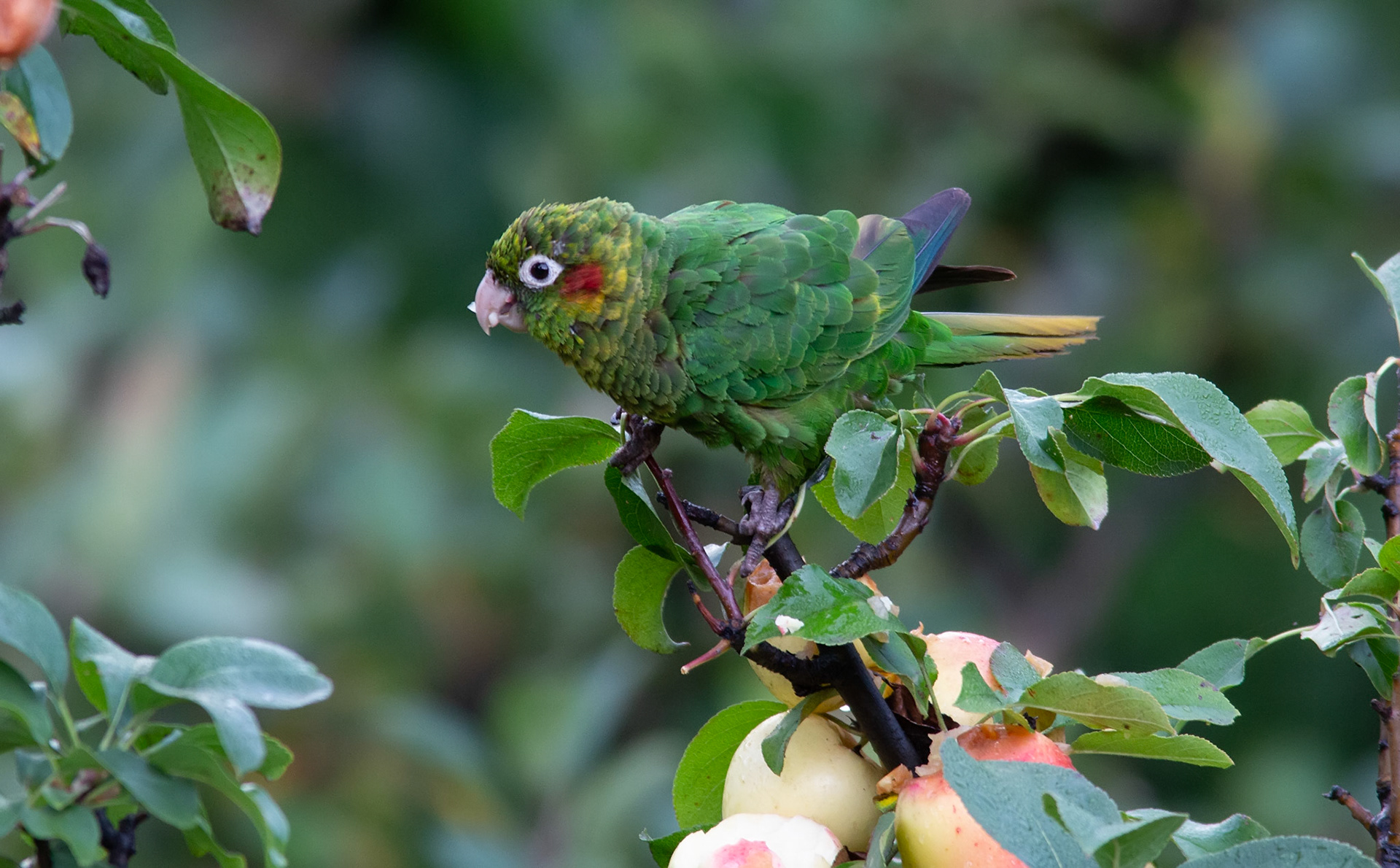 Sulphur-winged Parakeet