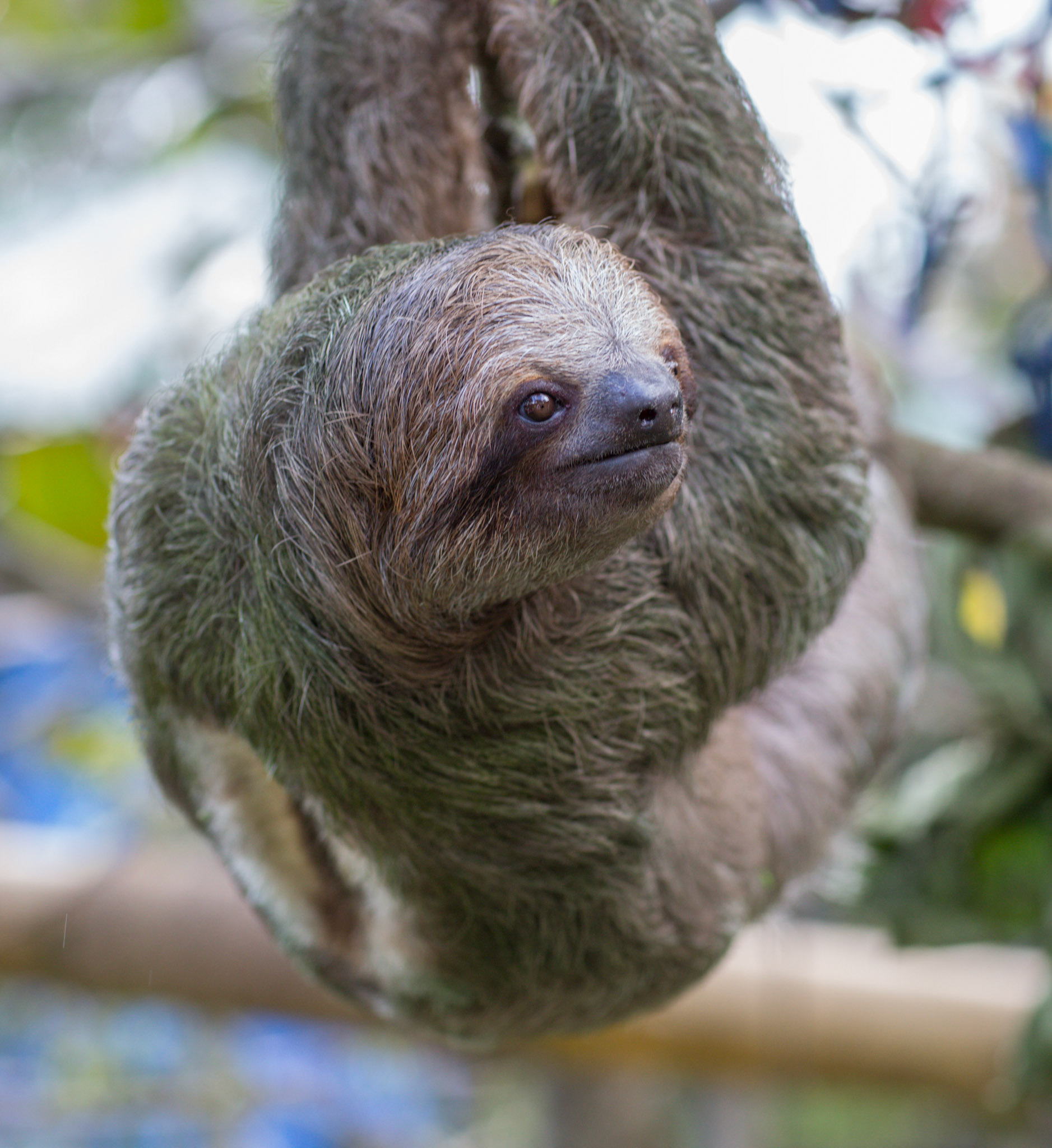 Three-toed Sloth