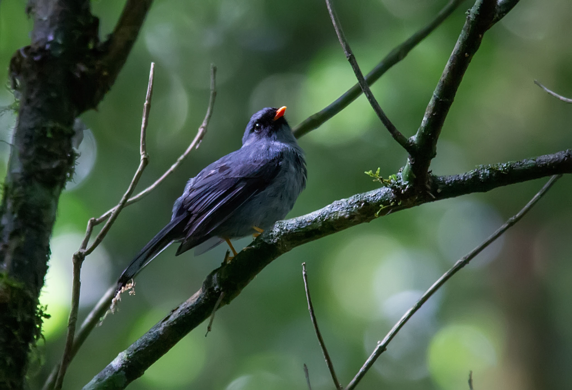 Black-faced Solitaire