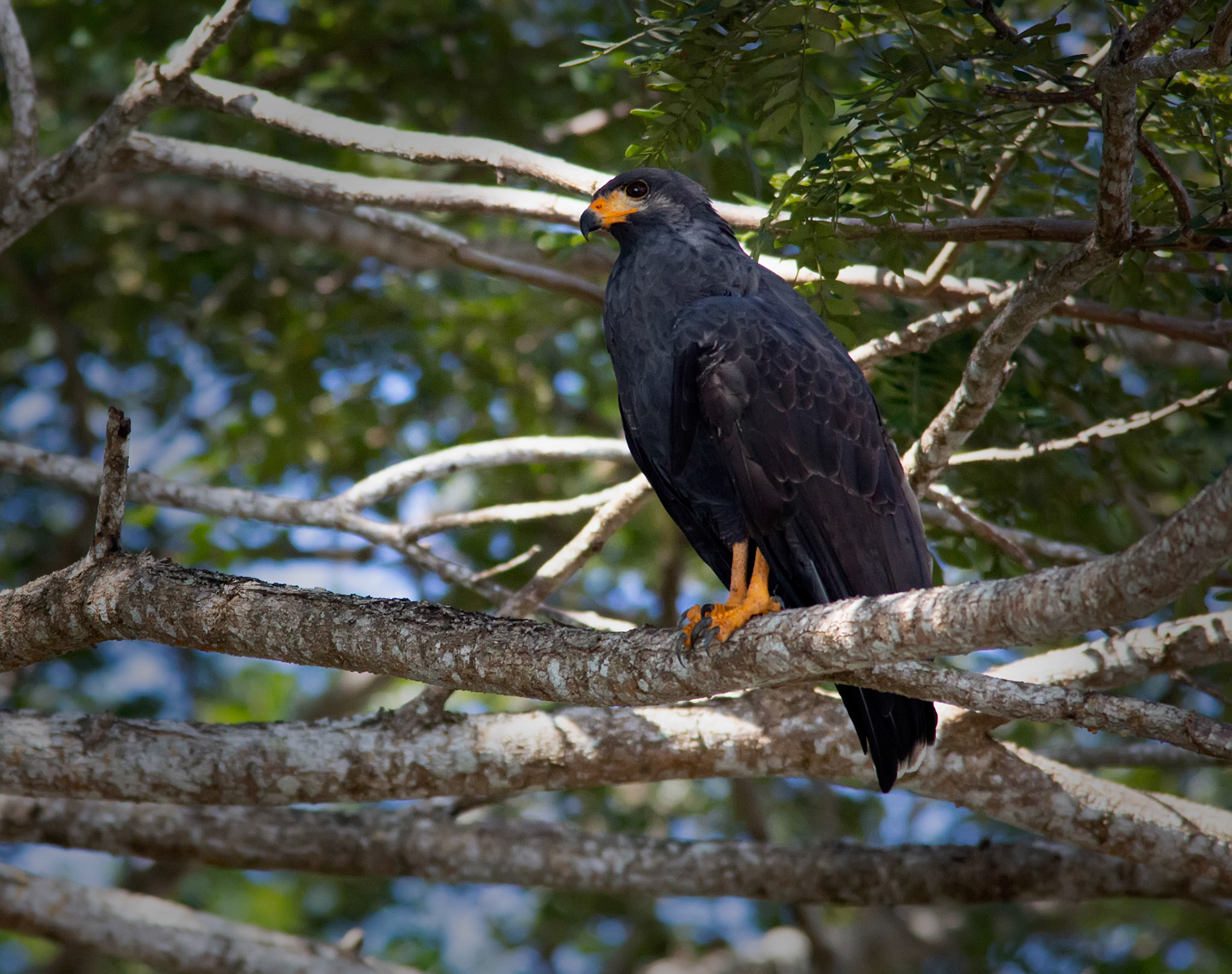 Common Black-Hawk