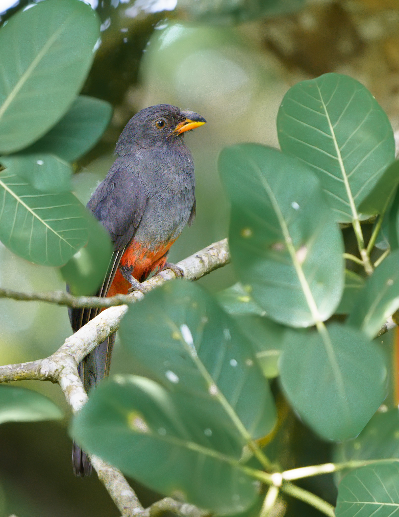 Slaty-tailed Trogon