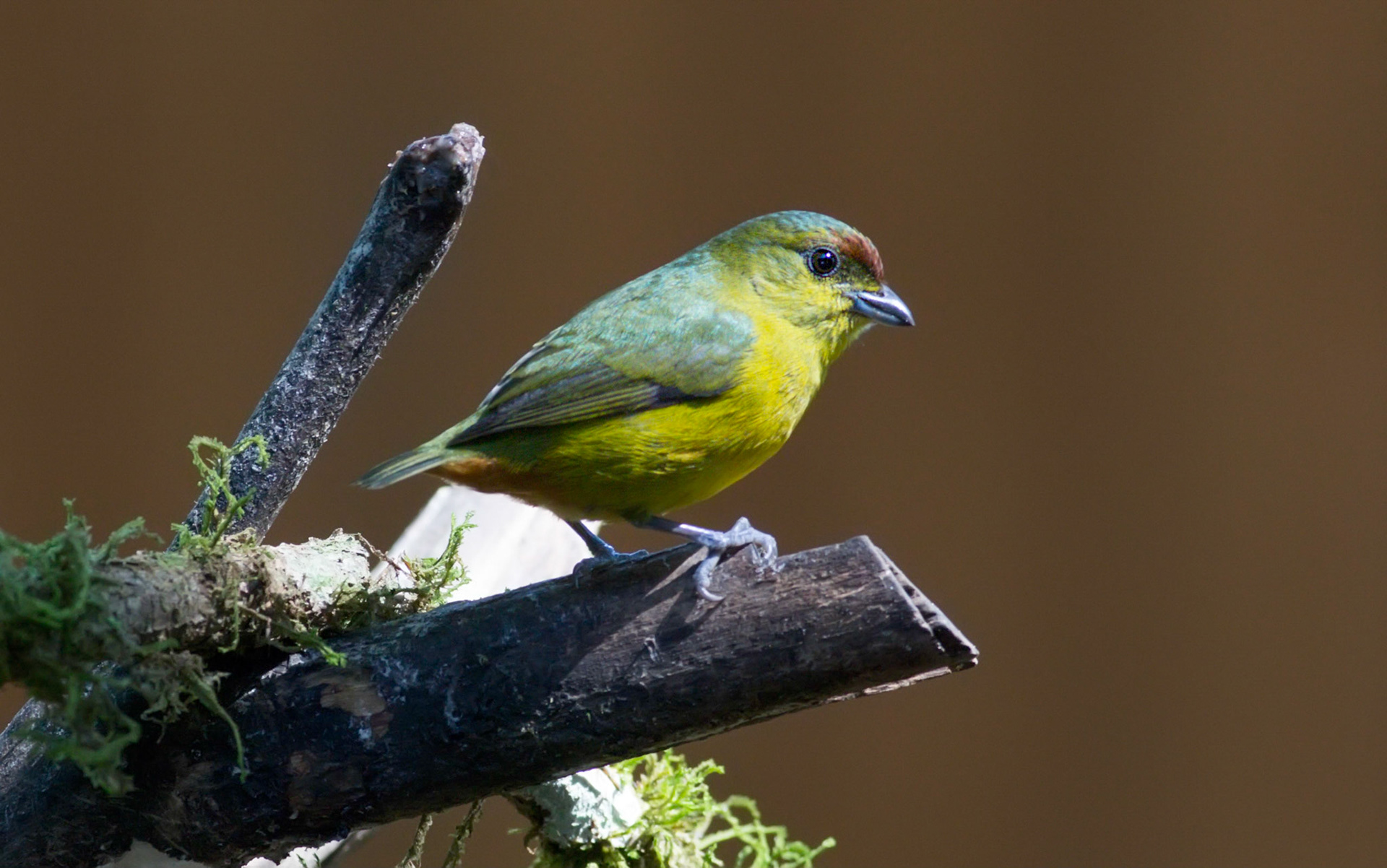 Olive-backed Euphonia, Female