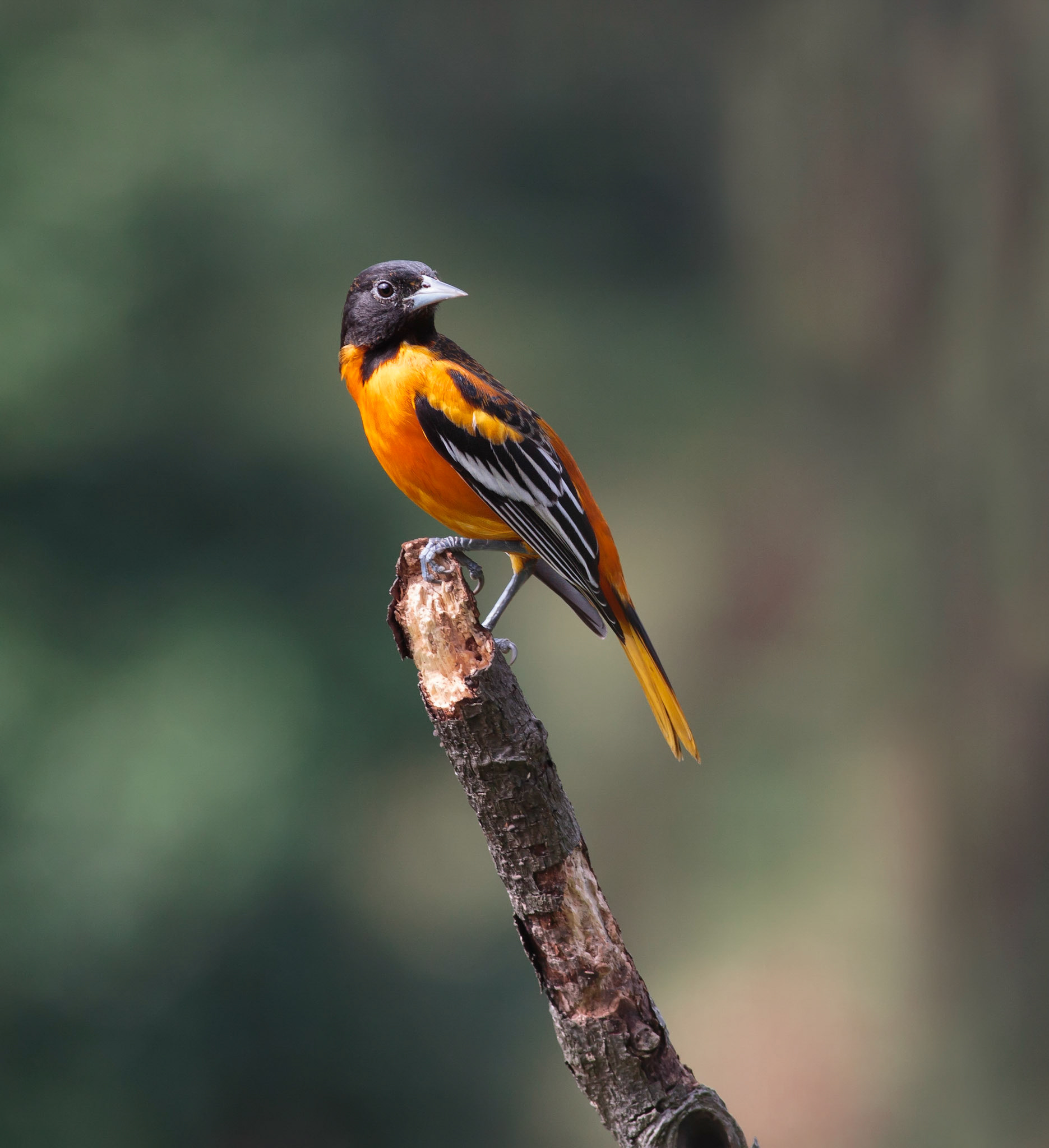 Baltimore Oriole, Male