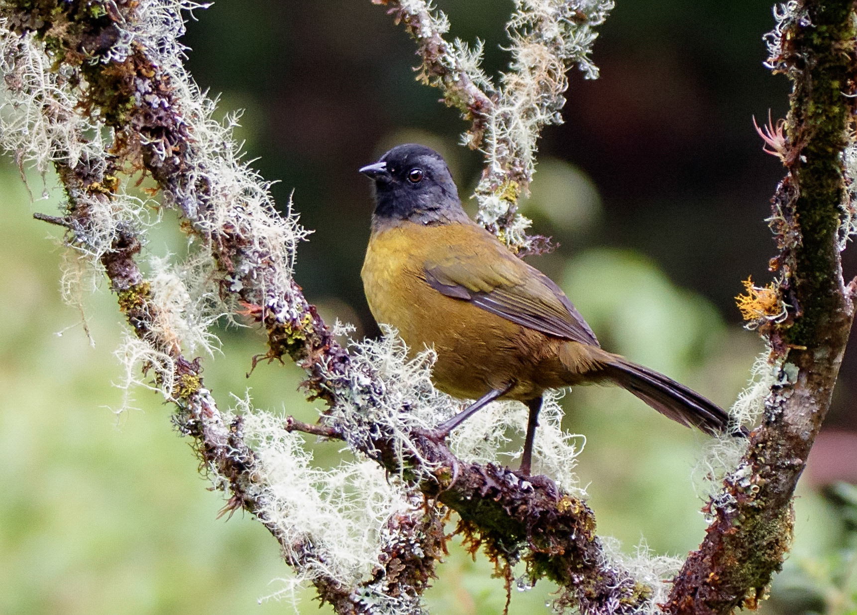 Large-footed Finch
