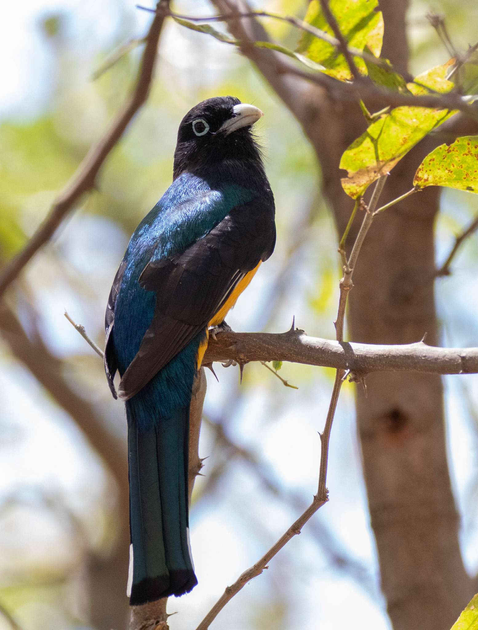 Black-headed Trogon, Male