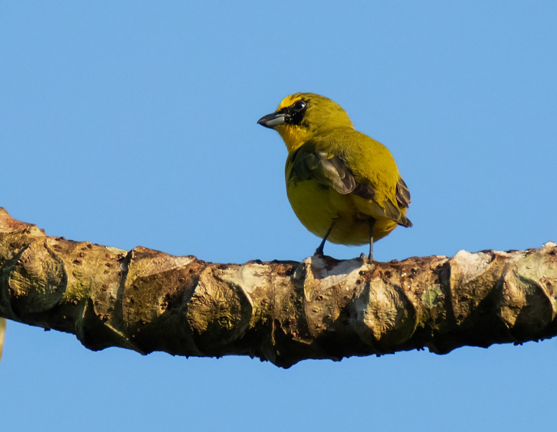 Thick-billed Euphonia, Juvenile Male